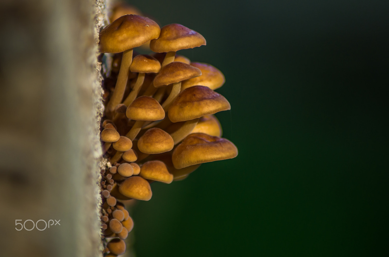 Pentax K-50 sample photo. Mushrooms  photography