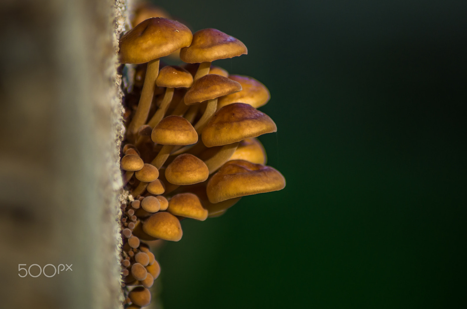 Pentax K-50 + Tamron AF 70-300mm F4-5.6 Di LD Macro sample photo. Mushrooms  photography