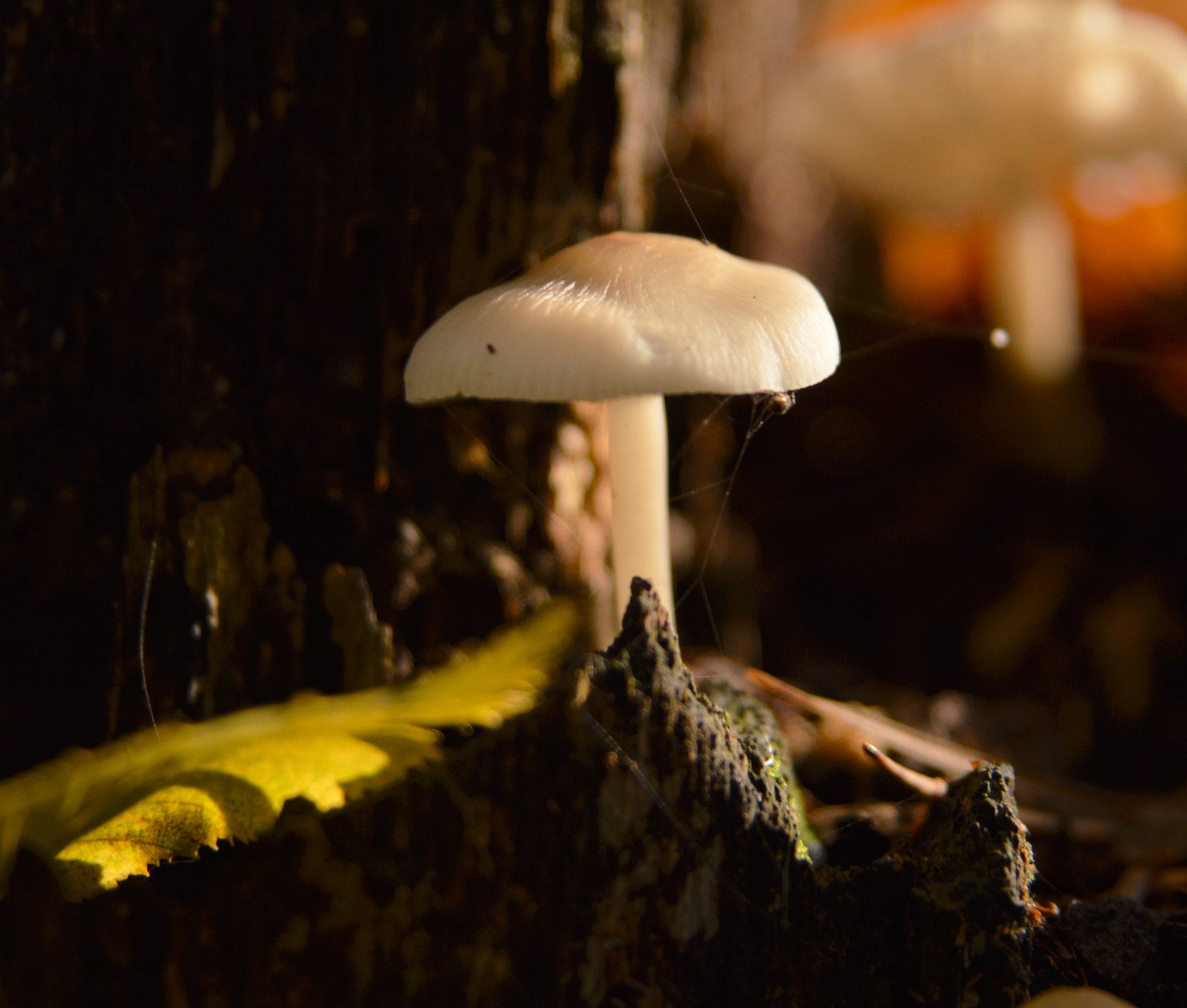 Sigma 24-70mm F2.8 EX DG HSM sample photo. W lesie photography