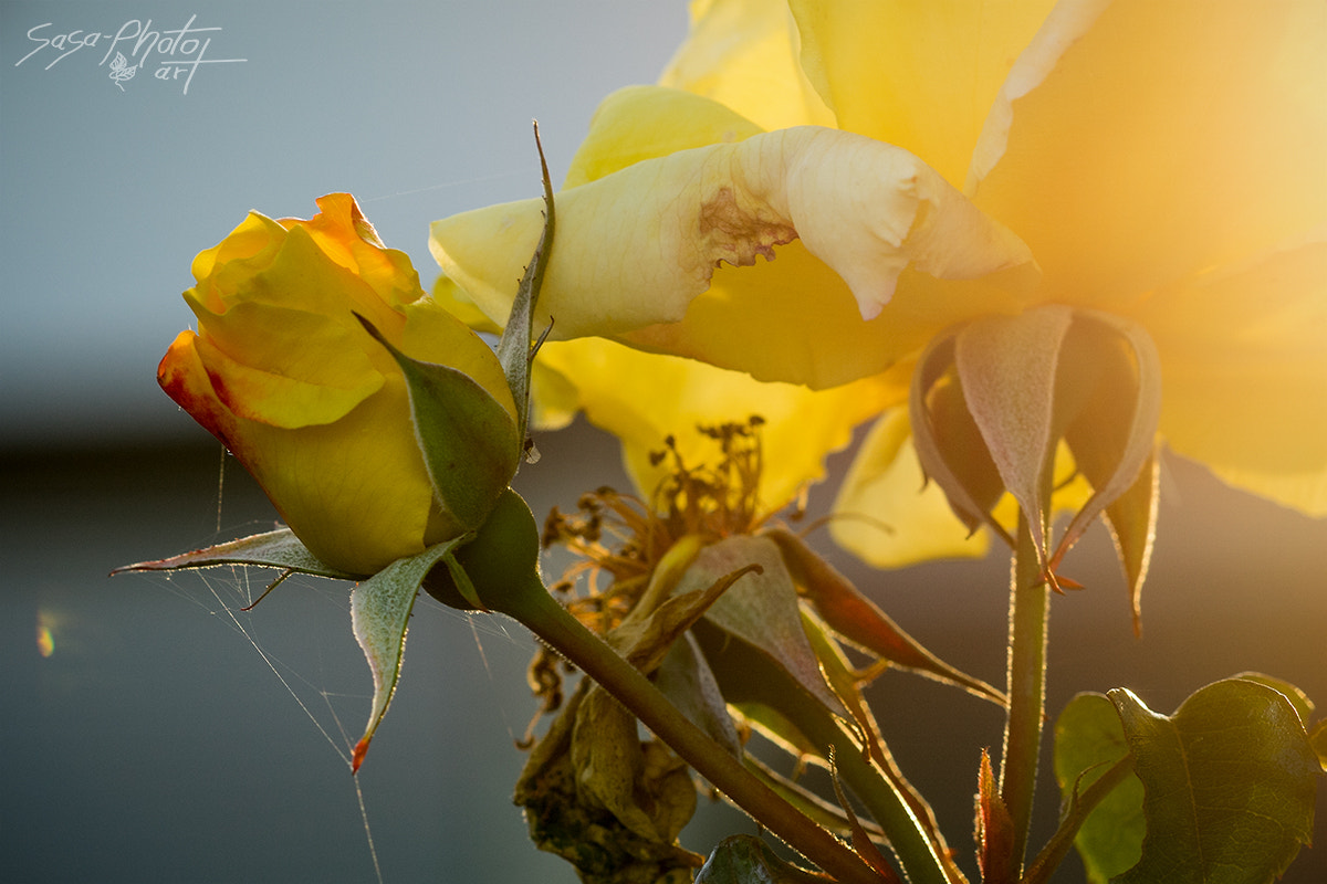 Tamron 18-270mm F3.5-6.3 Di II PZD sample photo. Sunset rose photography