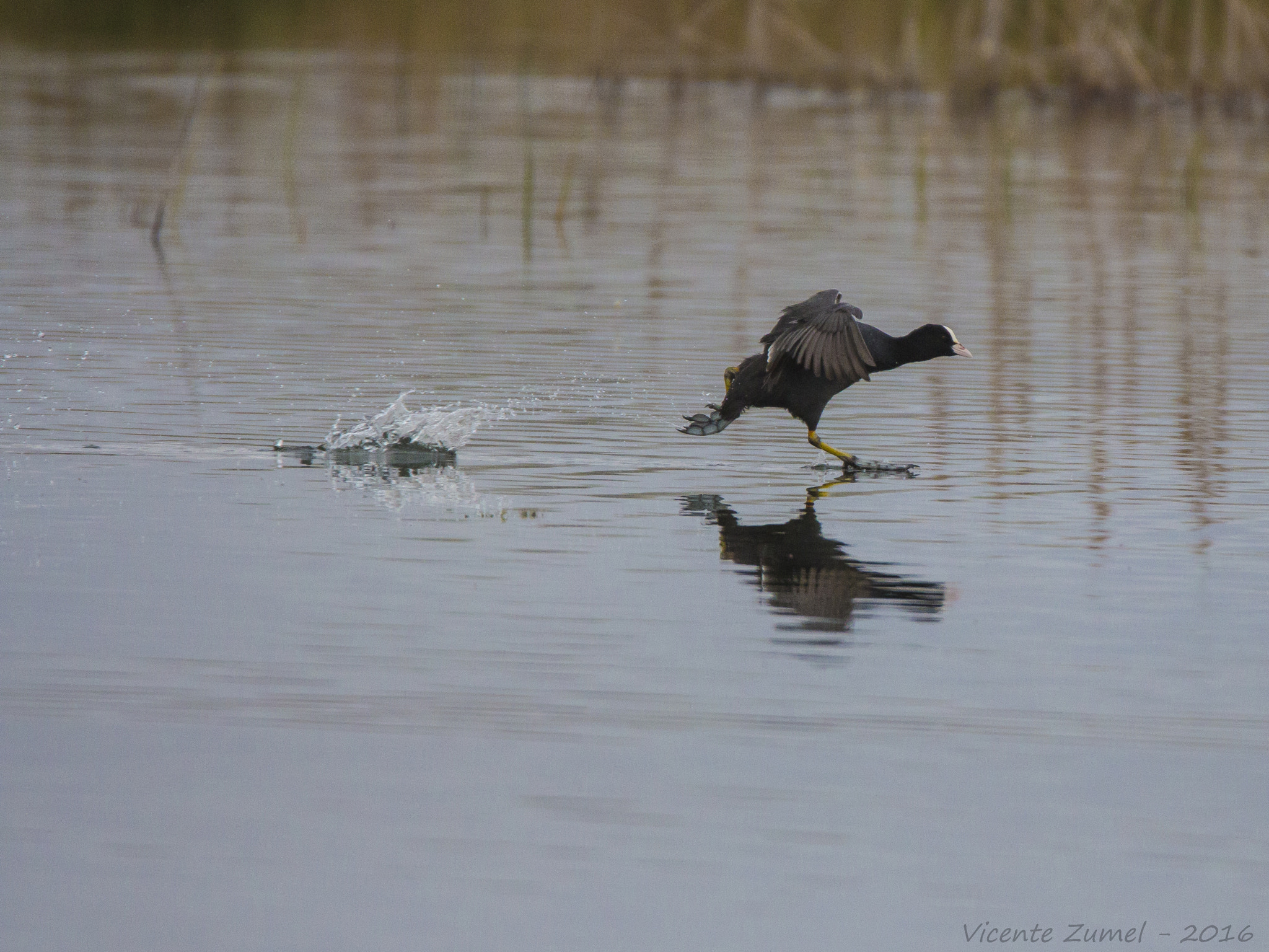 Tamron SP 150-600mm F5-6.3 Di VC USD sample photo. Running on water photography