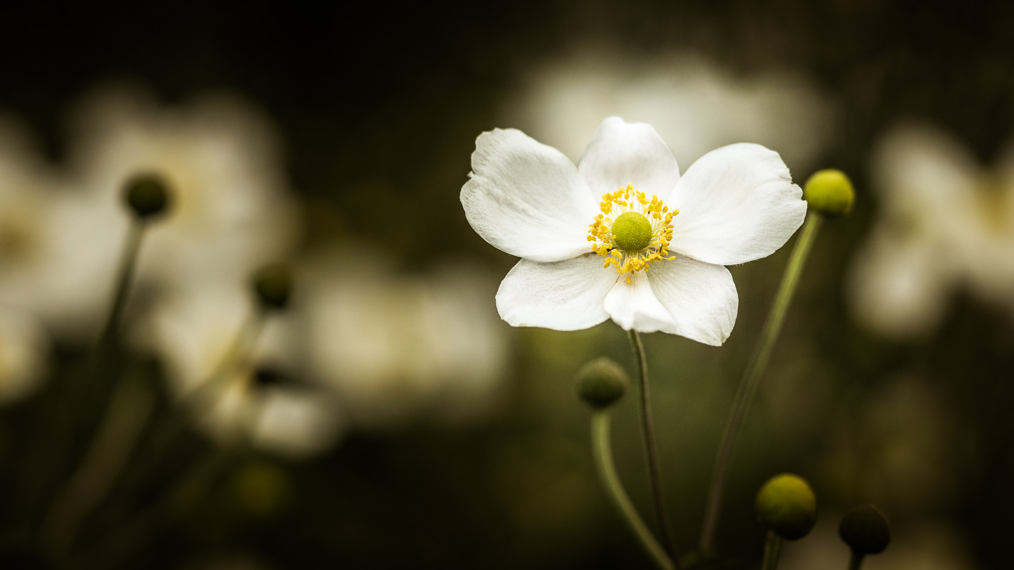 Sony a6000 + Sony FE 90mm F2.8 Macro G OSS sample photo. The white flower princess with a golden crown... photography