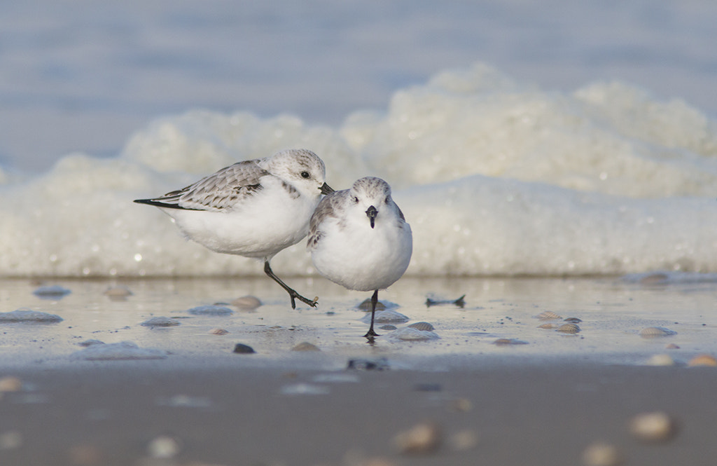 Canon EF 300mm F4L IS USM sample photo. Drieteenstrandlopers / sanderling photography
