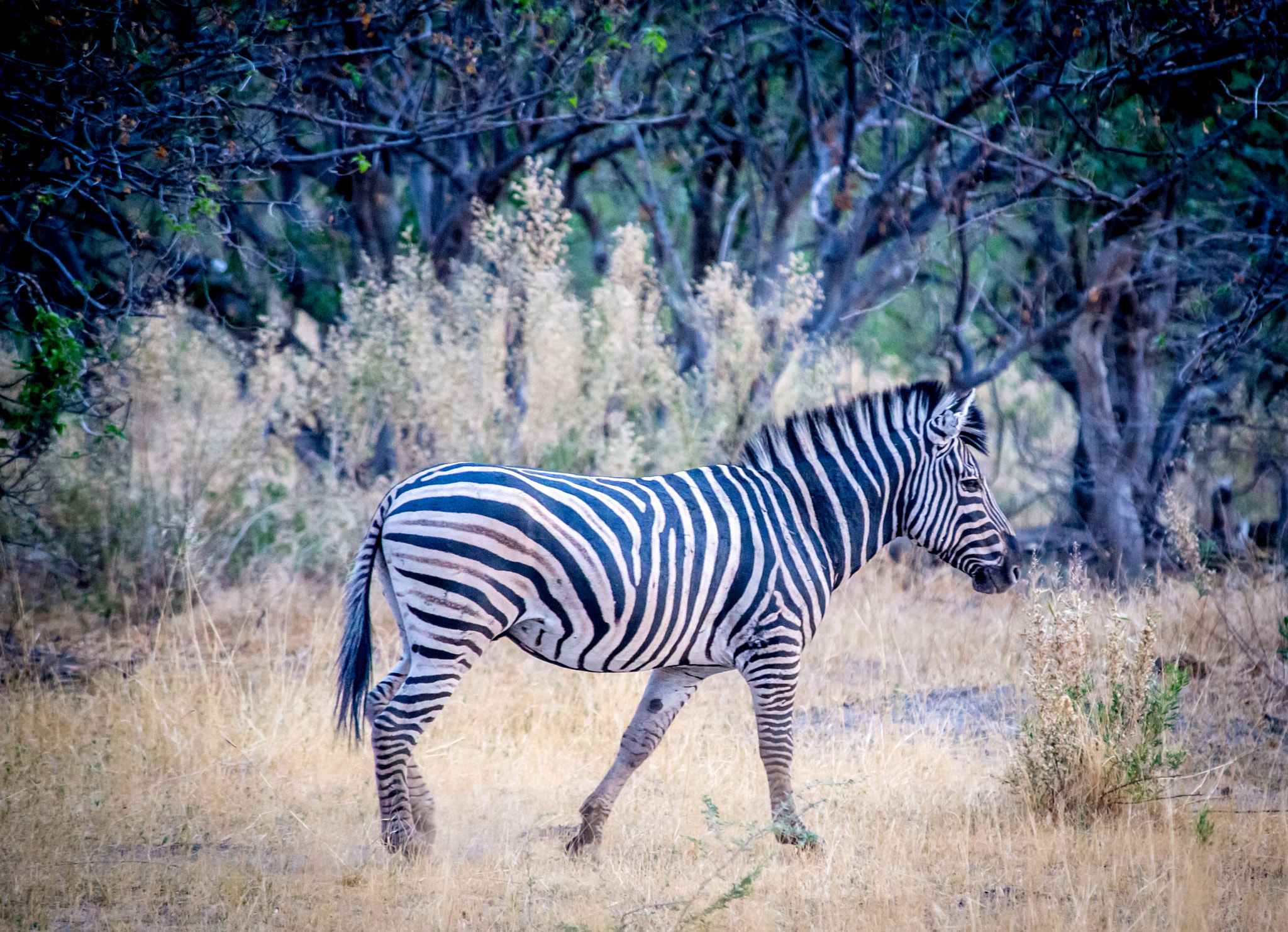 Nikon D600 sample photo. Framed photography