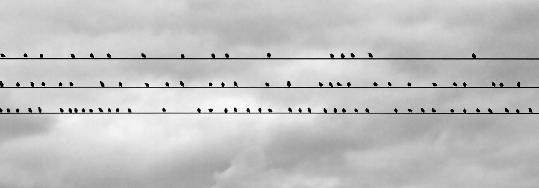 Olympus Zuiko Digital ED 40-150mm F4.0-5.6 sample photo. Birds photography
