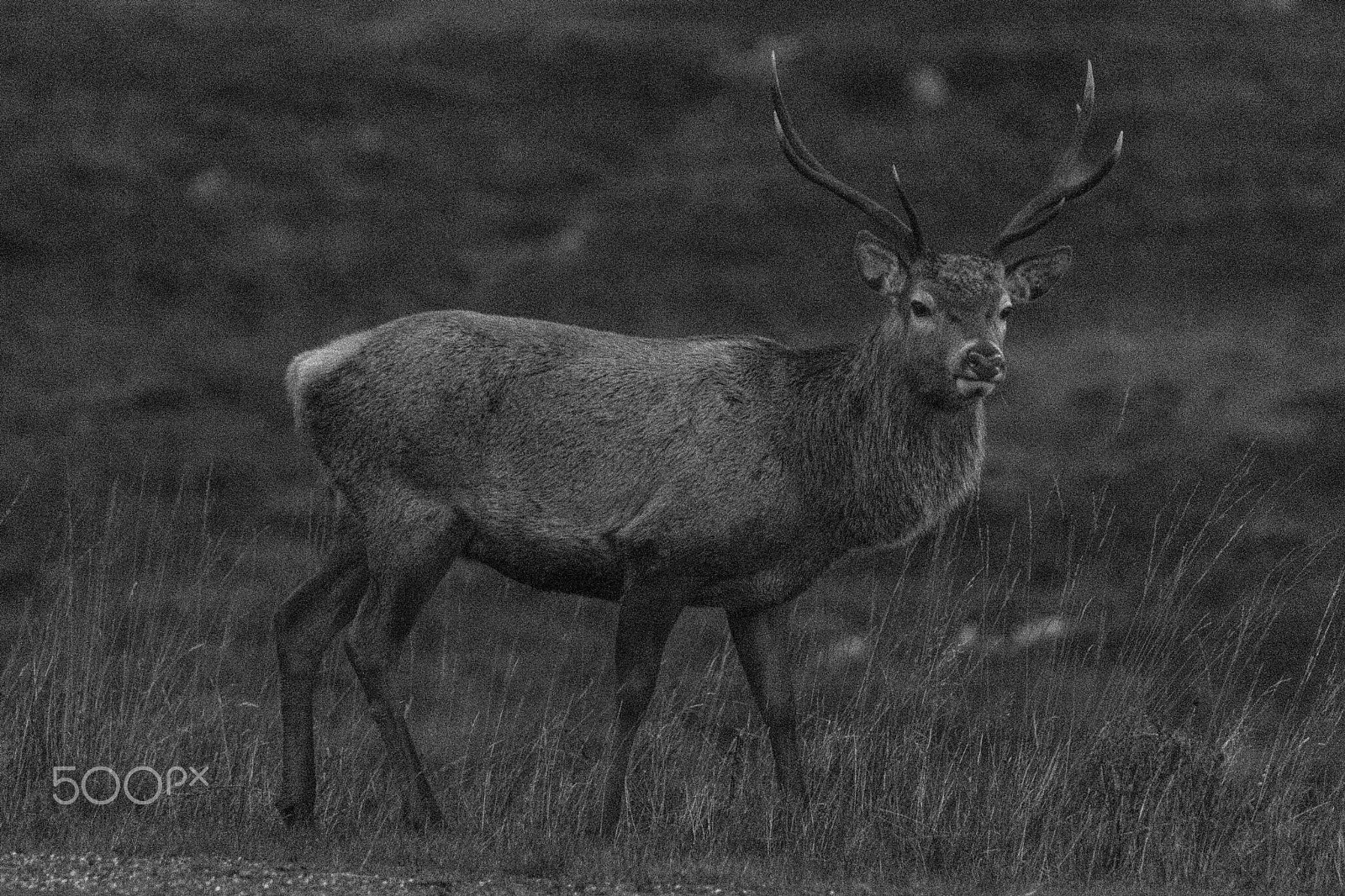 Sony ILCA-77M2 + Tamron SP 70-200mm F2.8 Di VC USD sample photo. Carrier of an antler photography