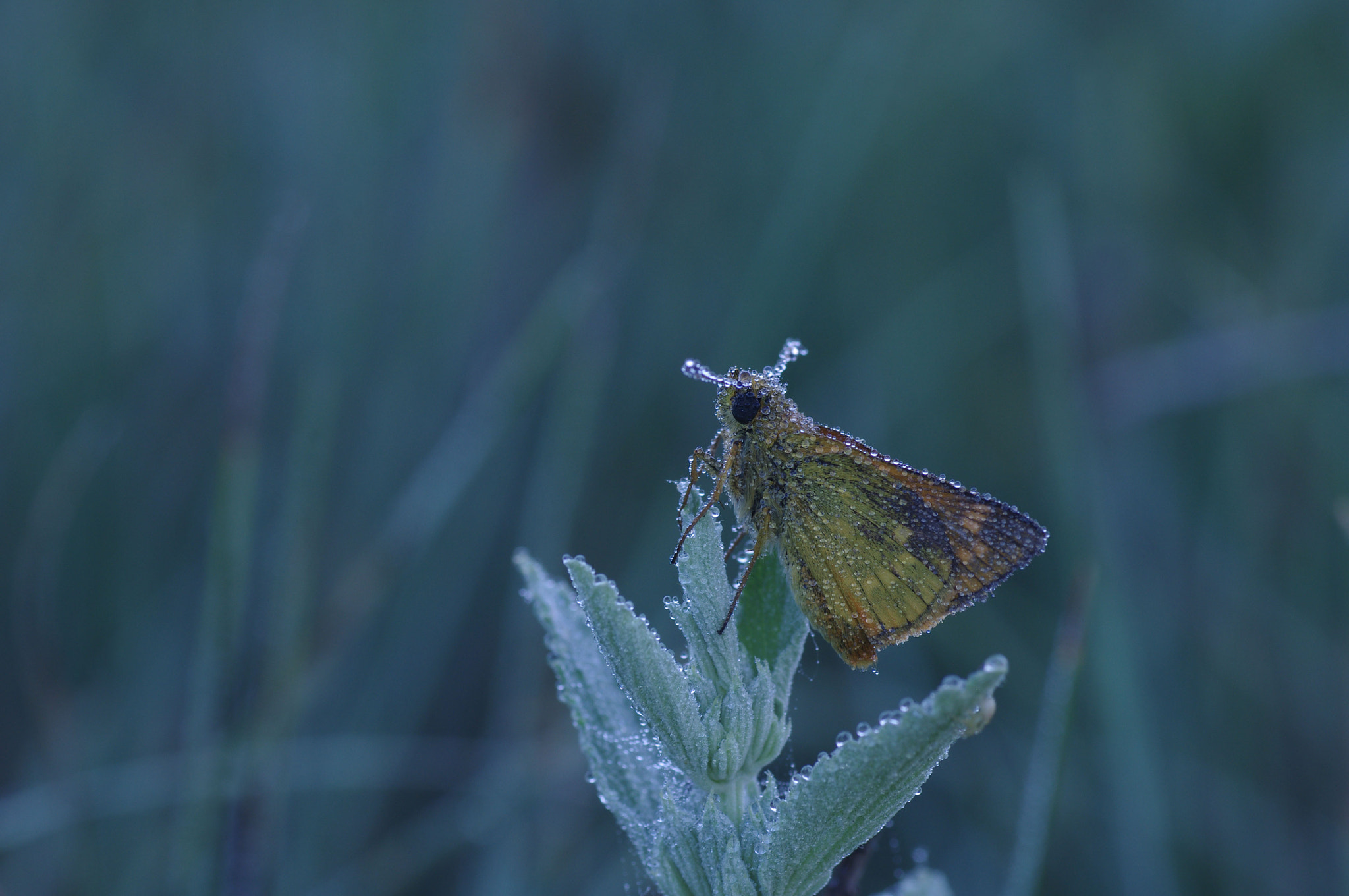 Pentax K-r + Tamron SP AF 90mm F2.8 Di Macro sample photo. Толстоголовка photography