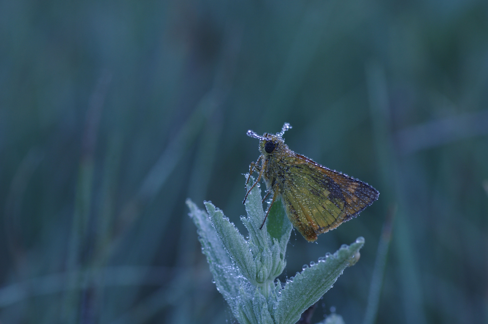 Pentax K-r sample photo. Толстоголовка photography