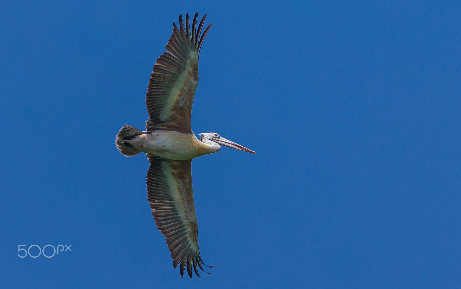 Sigma 150-600mm F5-6.3 DG OS HSM | C sample photo. Flying relaxed….. photography