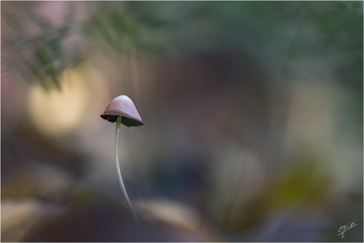 Nikon D610 sample photo. Mushroom photography