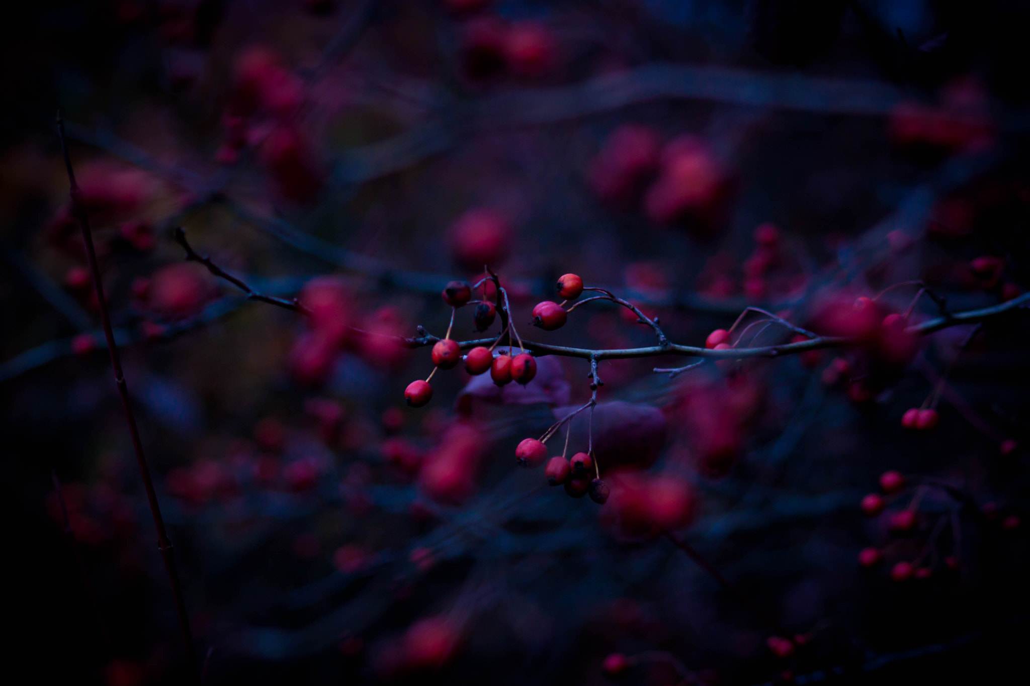 Canon EOS 500D (EOS Rebel T1i / EOS Kiss X3) sample photo. Amazing photography
