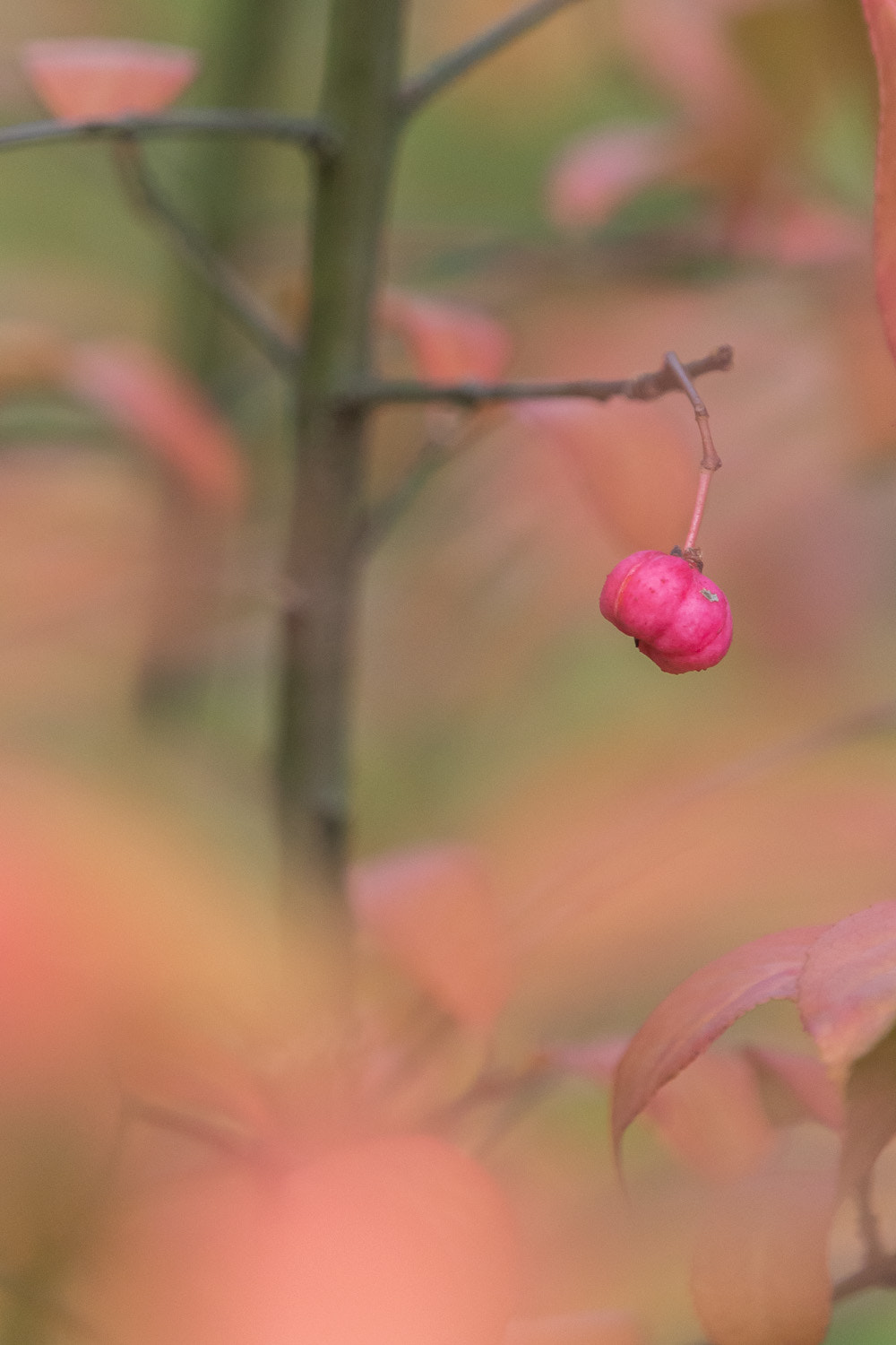 Olympus OM-D E-M10 + Olympus M.Zuiko Digital ED 40-150mm F2.8 Pro sample photo. Féérie de fusain photography