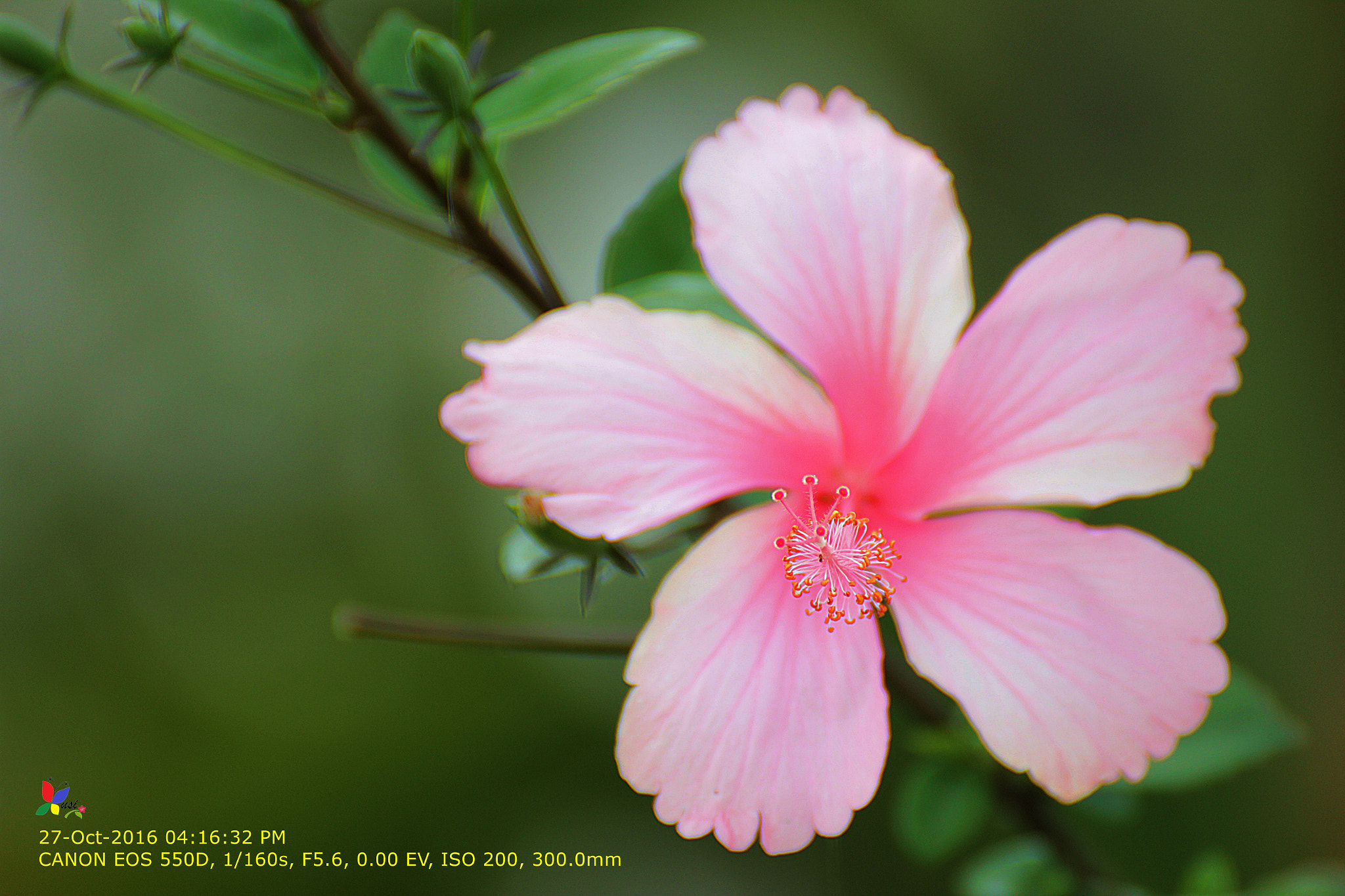 Canon EOS 550D (EOS Rebel T2i / EOS Kiss X4) + Tamron SP 35mm F1.8 Di VC USD sample photo. Hibiscus photography