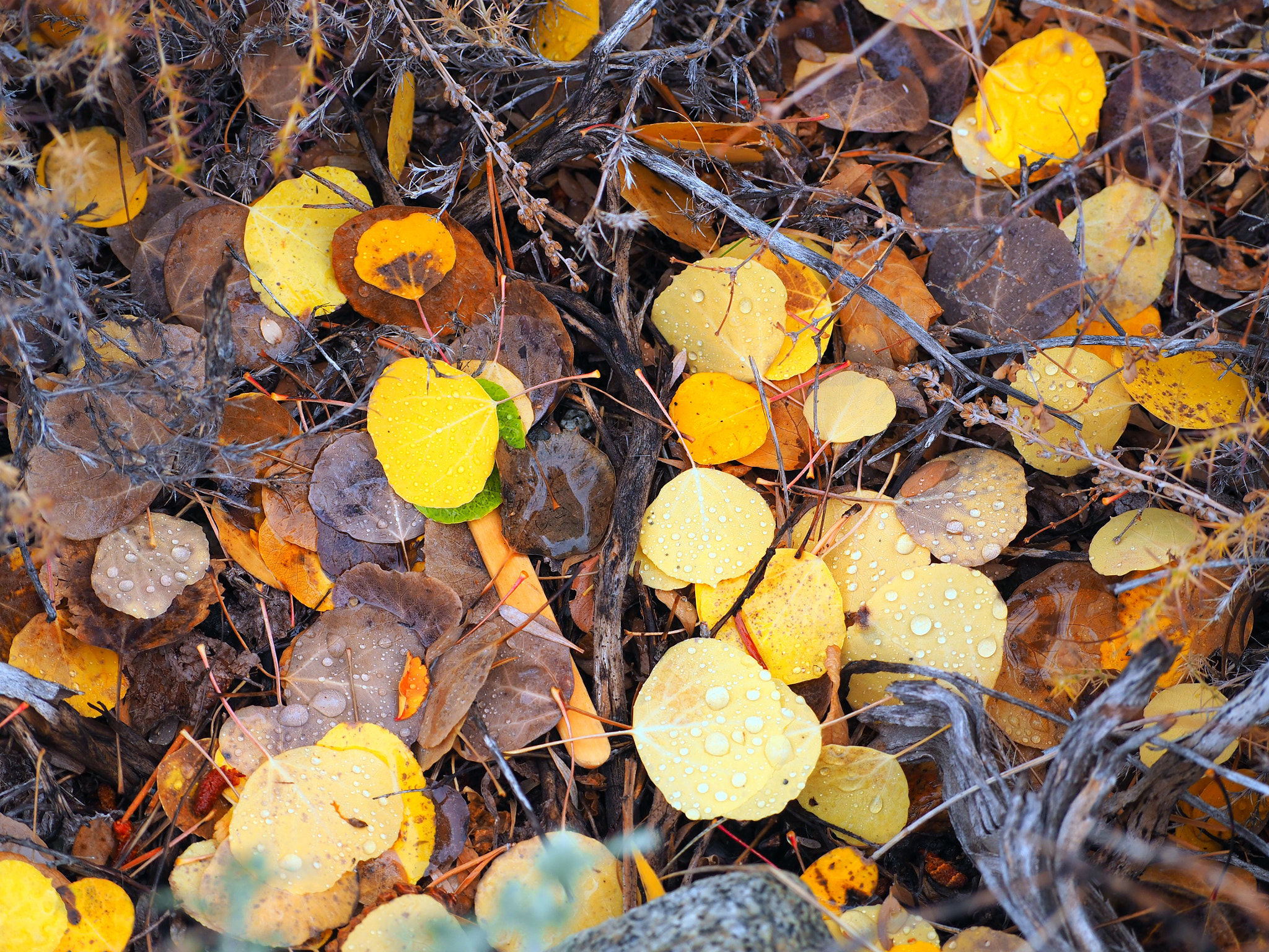 Olympus OM-D E-M5 II sample photo. Fallen photography