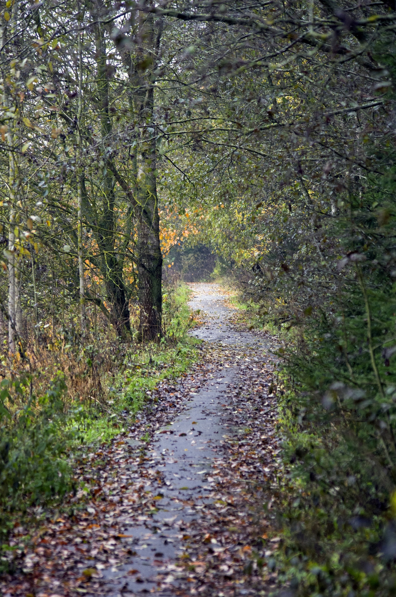 smc PENTAX-DA L 55-300mm F4-5.8 ED sample photo. Autumn  photography