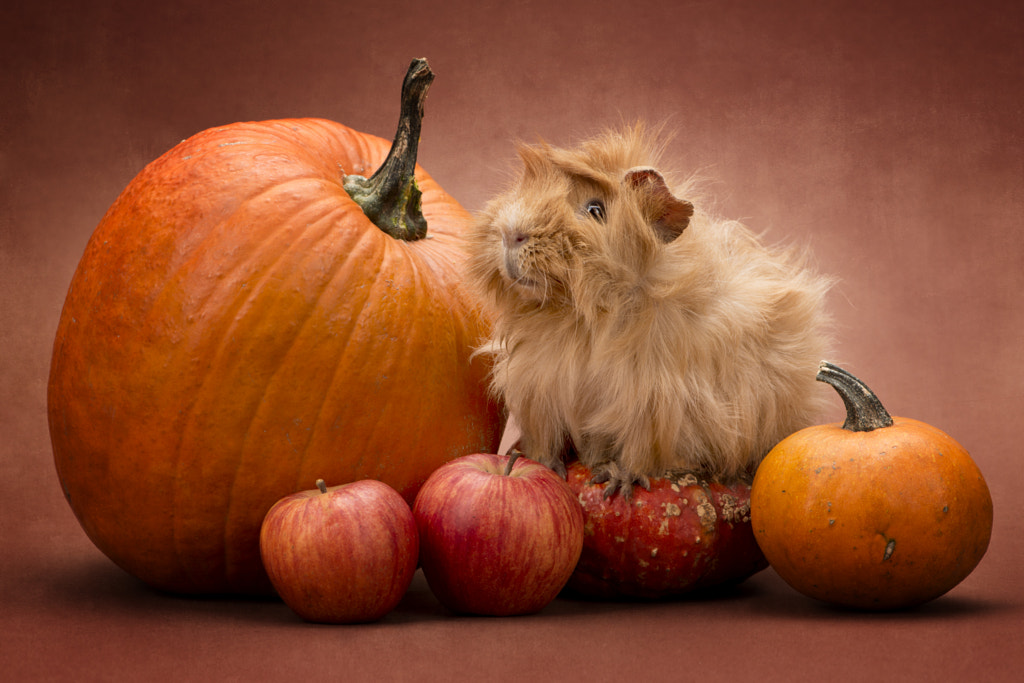 Pumpkin pig by Anna Krizsan&oacute;czi on 500px.com