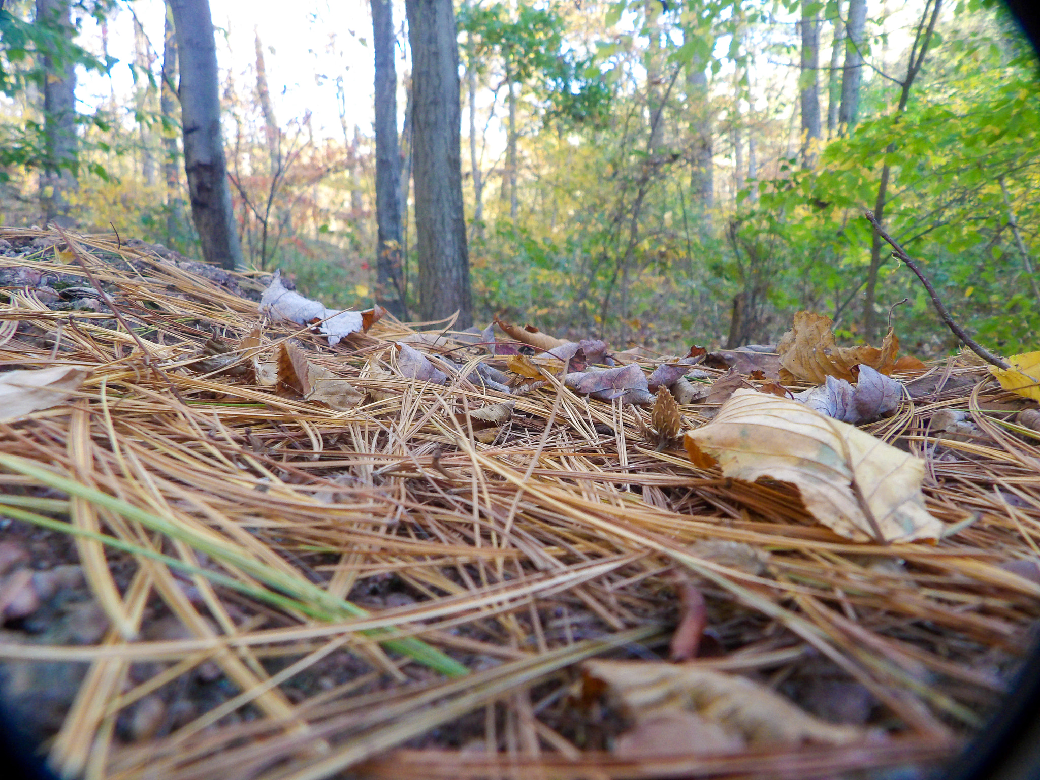 Ricoh PENTAX XG-1 sample photo. Pine needles are the best photos photography