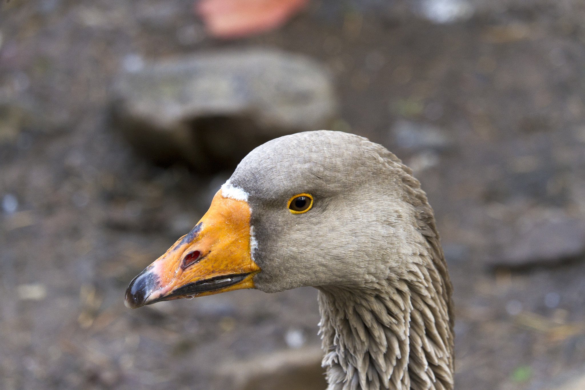 Canon EF-S 55-250mm F4-5.6 IS STM sample photo. Duck photography