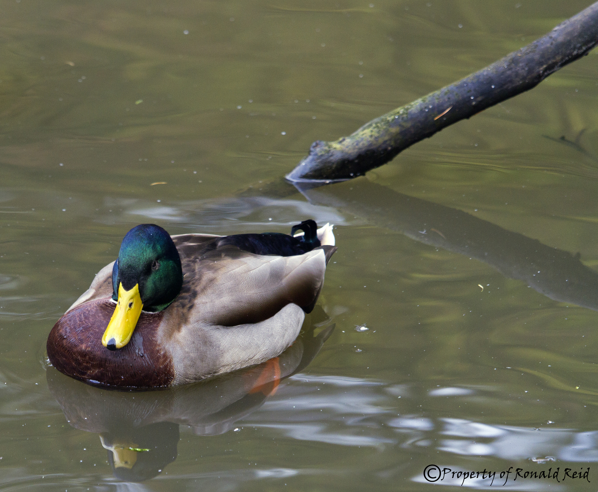 Canon EF-S 55-250mm F4-5.6 IS STM sample photo. Mallard duck photography