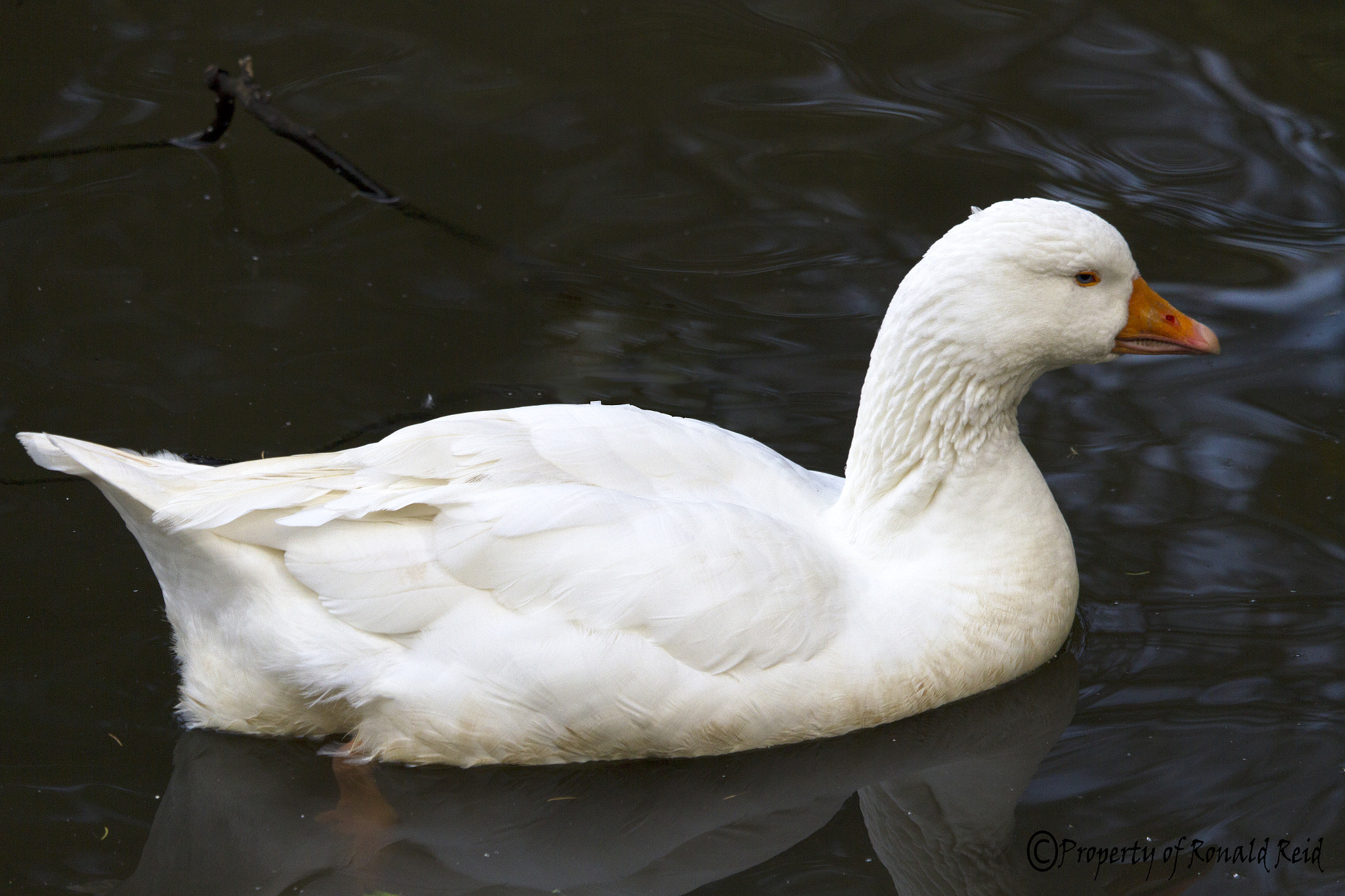 Canon EF-S 55-250mm F4-5.6 IS STM sample photo. Swan photography