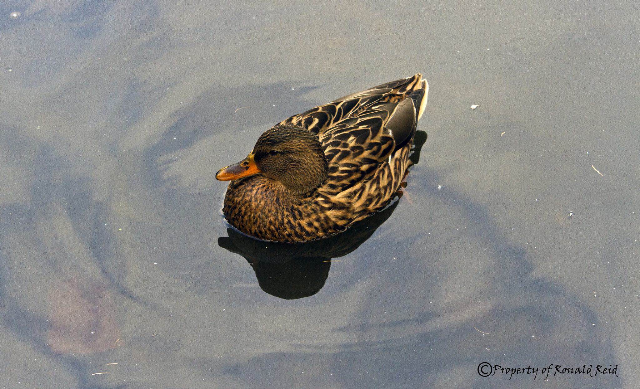 Canon EF-S 55-250mm F4-5.6 IS STM sample photo. Young duckling photography