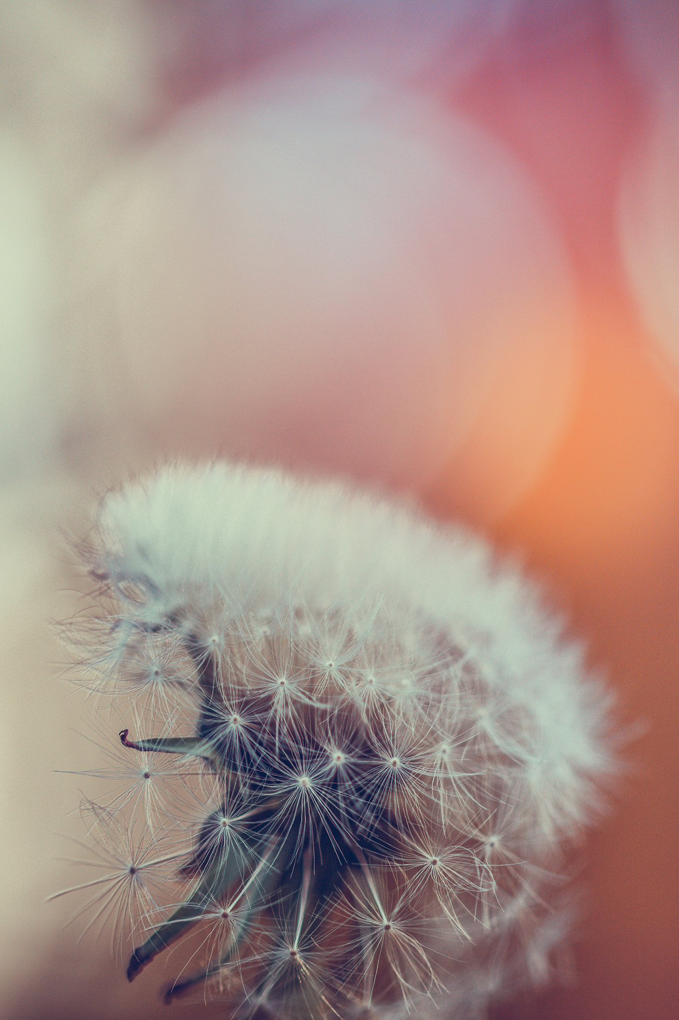 Sigma 105mm F2.8 EX DG OS HSM sample photo. Blowing in the wind photography