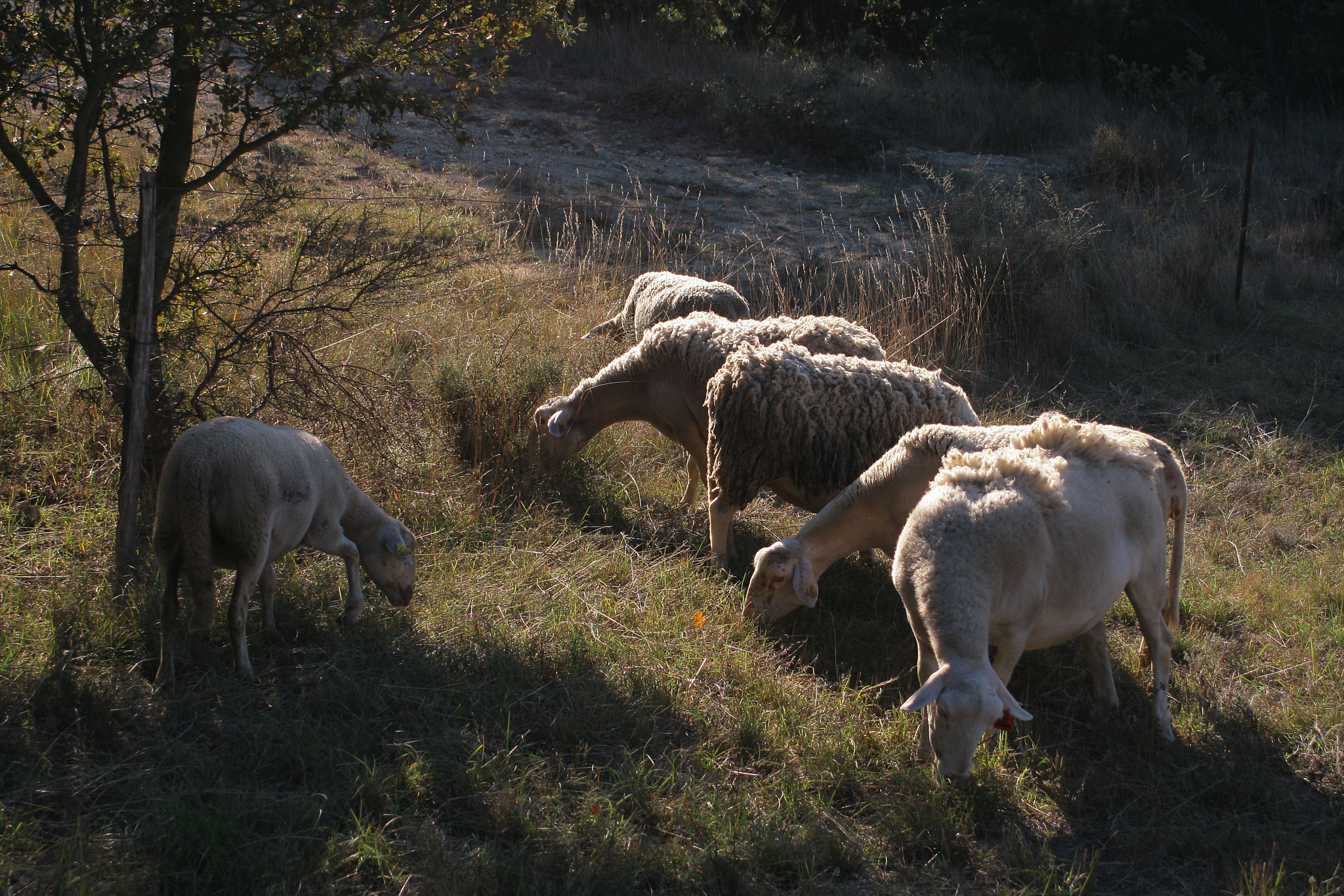 Canon EOS 400D (EOS Digital Rebel XTi / EOS Kiss Digital X) sample photo. Sheep photography