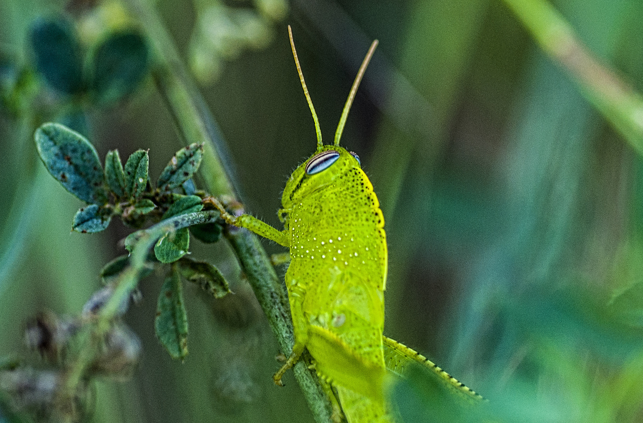 Nikon D5000 sample photo. Green photography