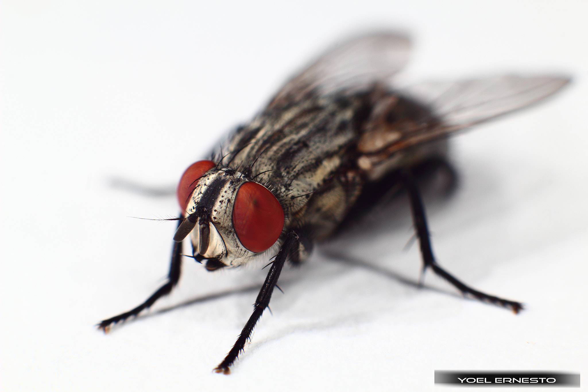 Canon EF 28-80mm f/3.5-5.6 sample photo. Fly photography
