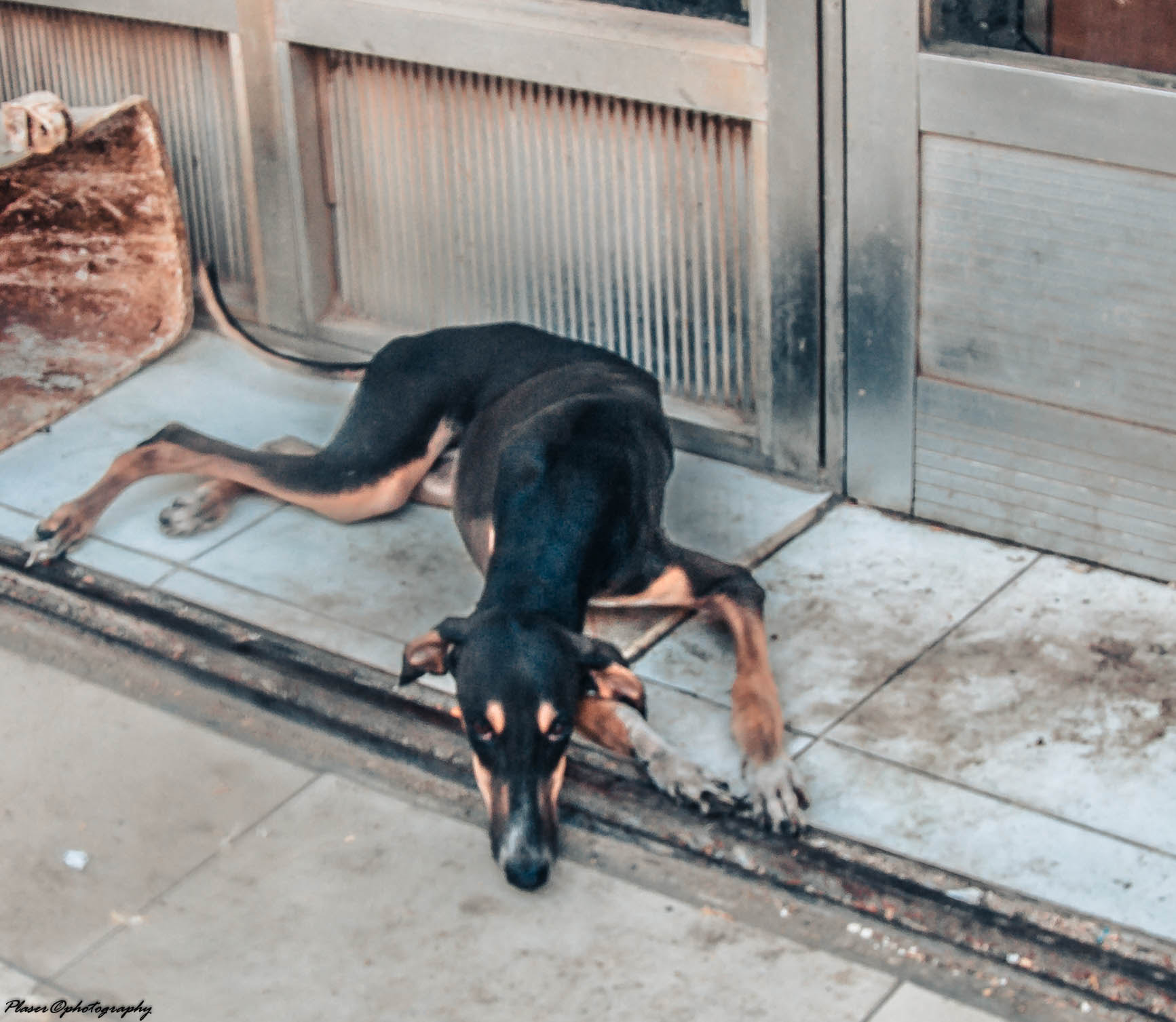 Canon EF 8-15mm F4L Fisheye USM sample photo. Saving paw, two broken legs photography