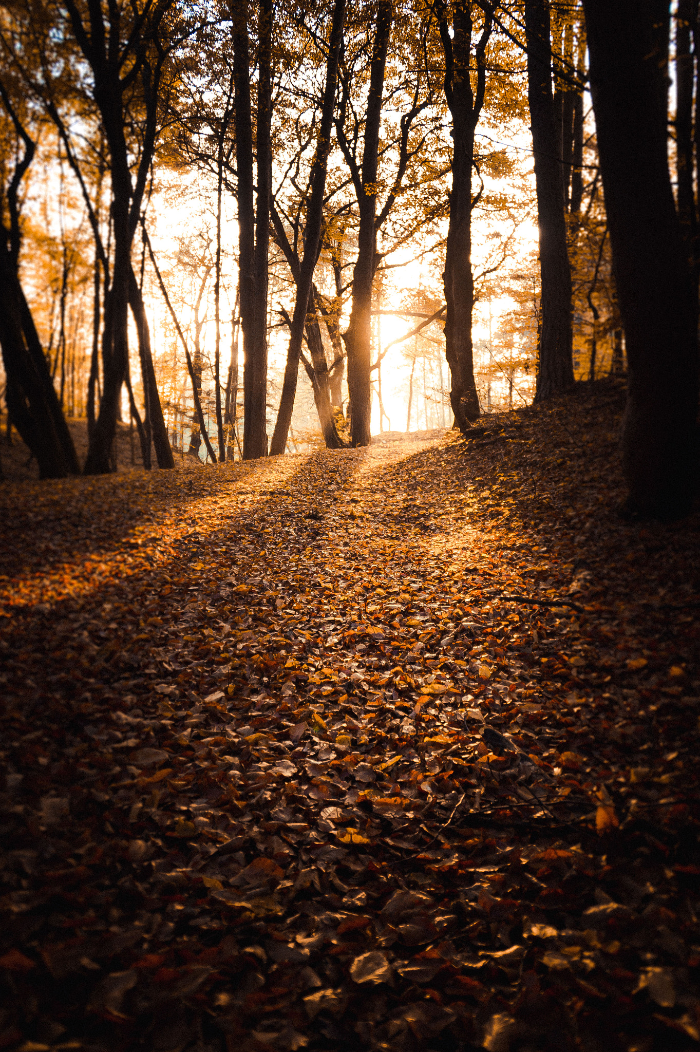 Sony DT 18-200mm F3.5-6.3 sample photo. Autumn photography