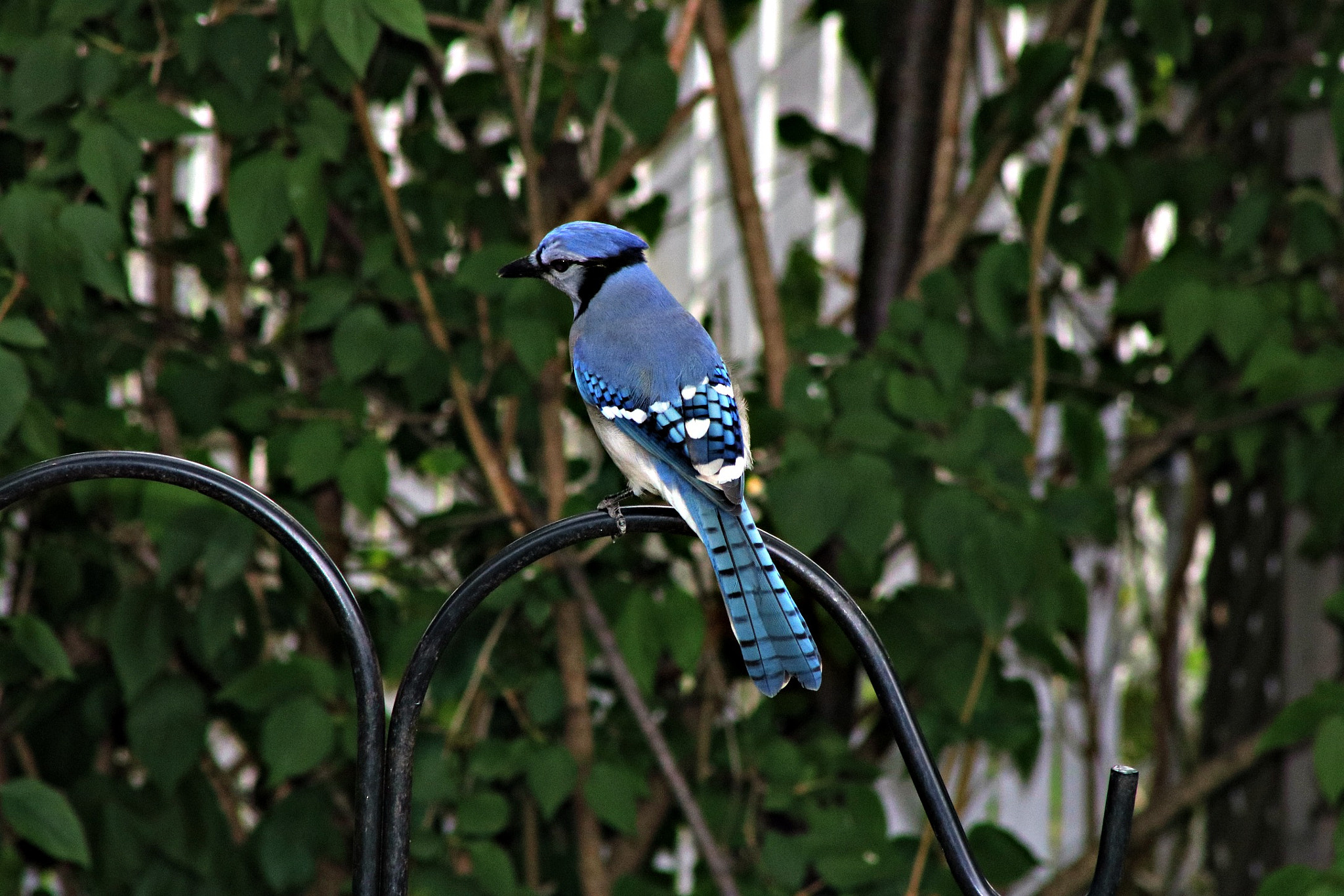 Canon EOS 750D (EOS Rebel T6i / EOS Kiss X8i) + EF75-300mm f/4-5.6 sample photo. Male blue jay photography