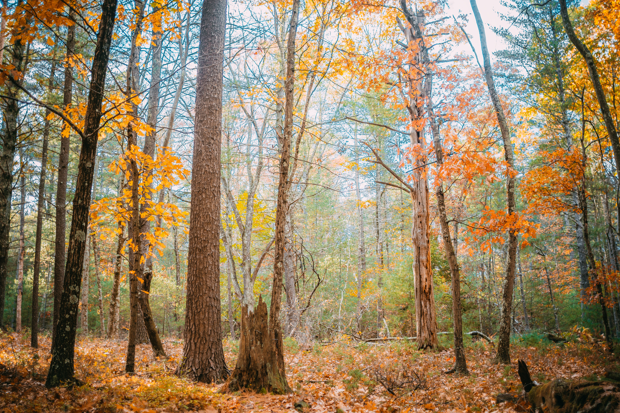 Nikon D7200 + Sigma 24mm F1.8 EX DG Aspherical Macro sample photo. Landscape photography