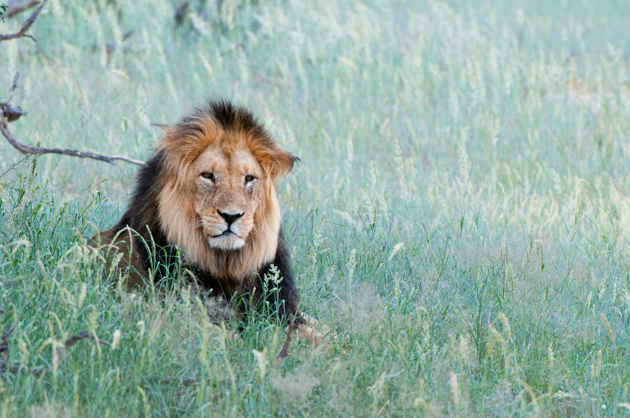 Nikon D300 + Nikon AF-S Nikkor 200-400mm F4G ED-IF VR sample photo. Resting lion photography