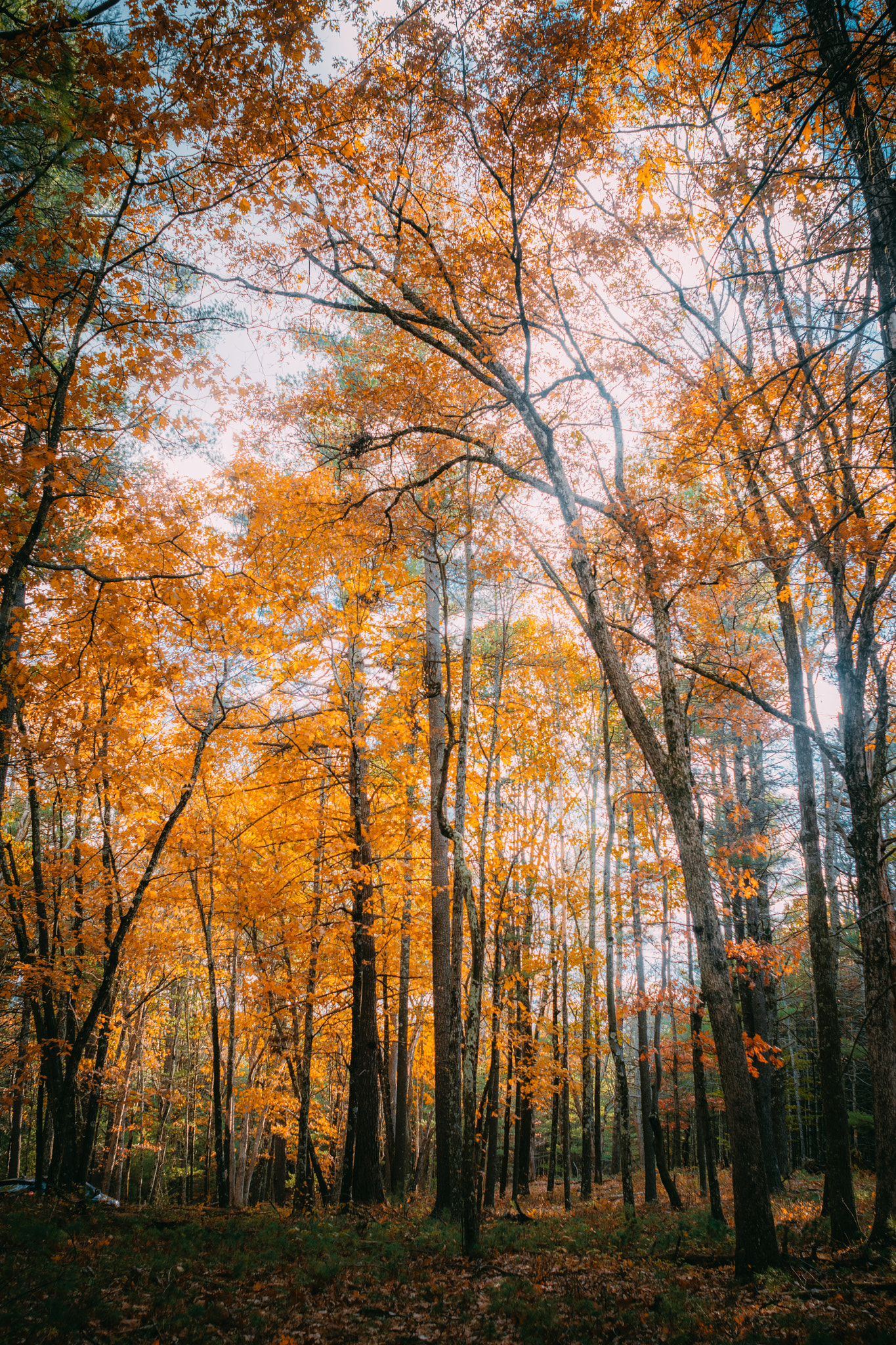 Nikon D7200 + Sigma 24mm F1.8 EX DG Aspherical Macro sample photo. Landscape photography
