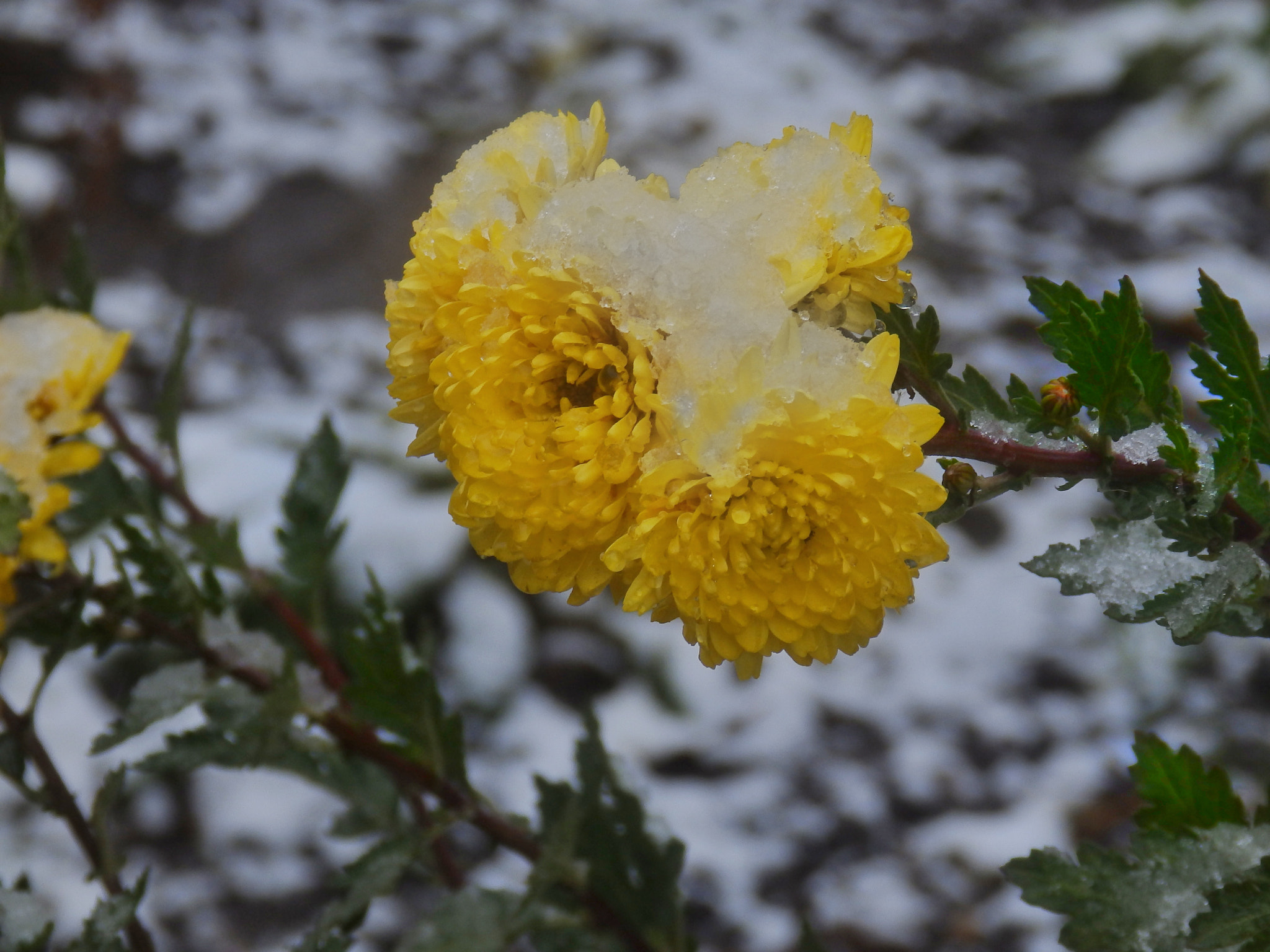 Olympus SP-820UZ sample photo. First snow 2 photography