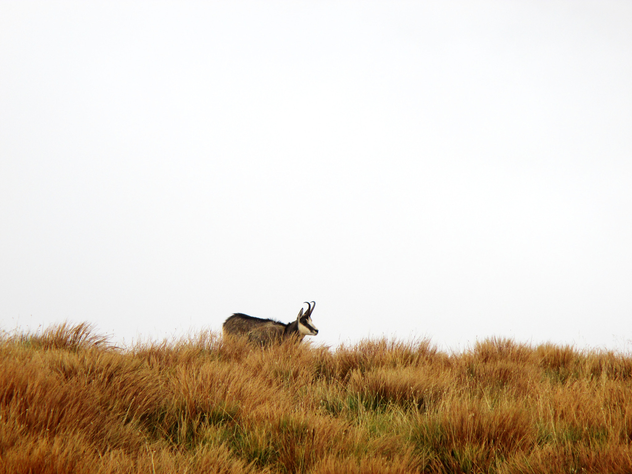 Canon PowerShot ELPH 115 IS (IXUS 132 / IXY 90F) sample photo. Tatra chamois photography