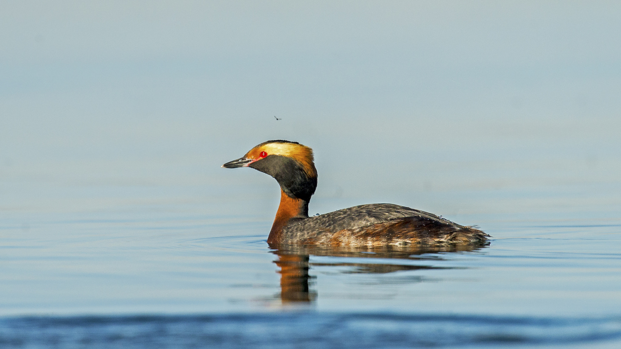 Nikon D4 sample photo. Horned grebe photography