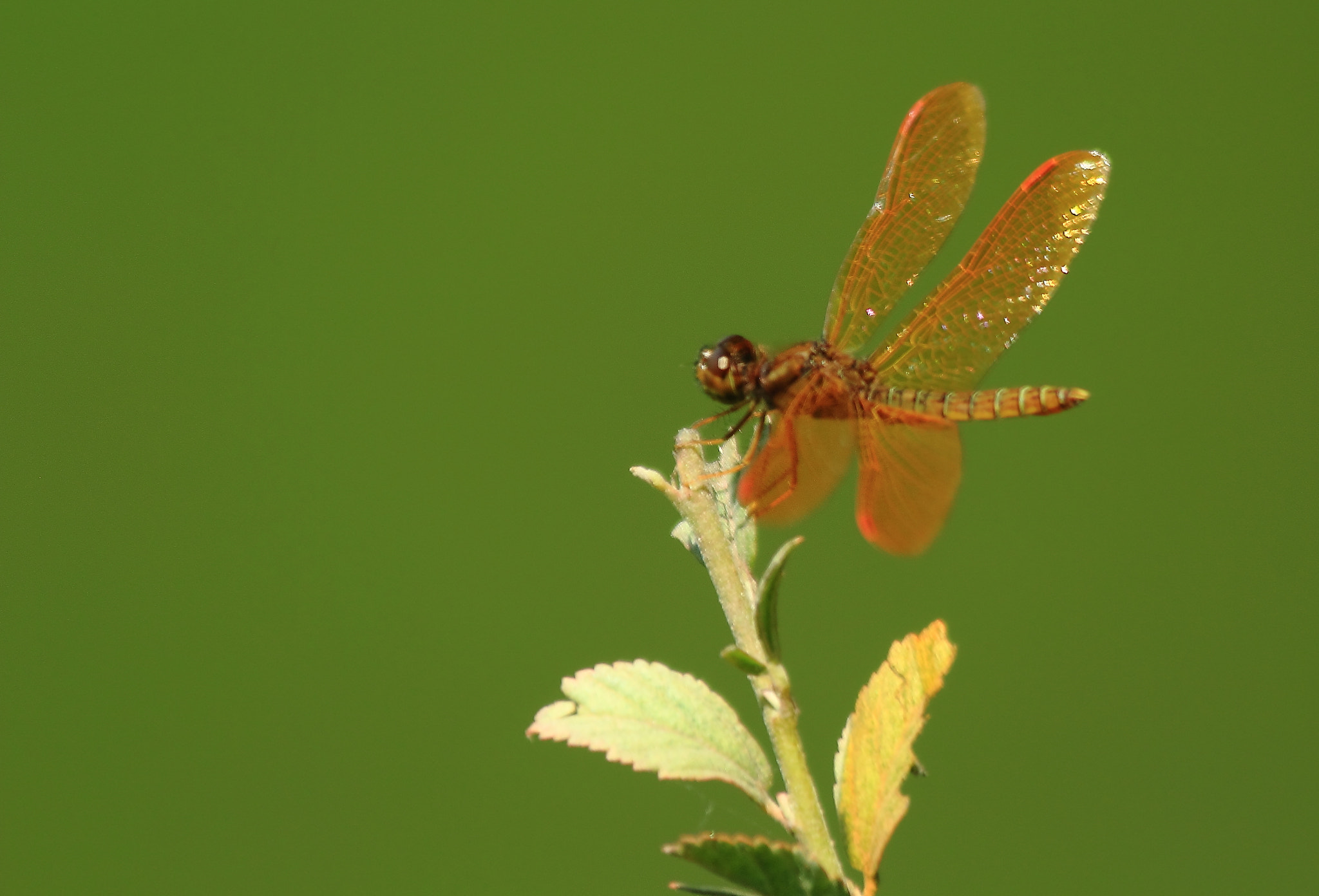Canon EF 70-300mm F4-5.6 IS USM sample photo. Dragonfly photography