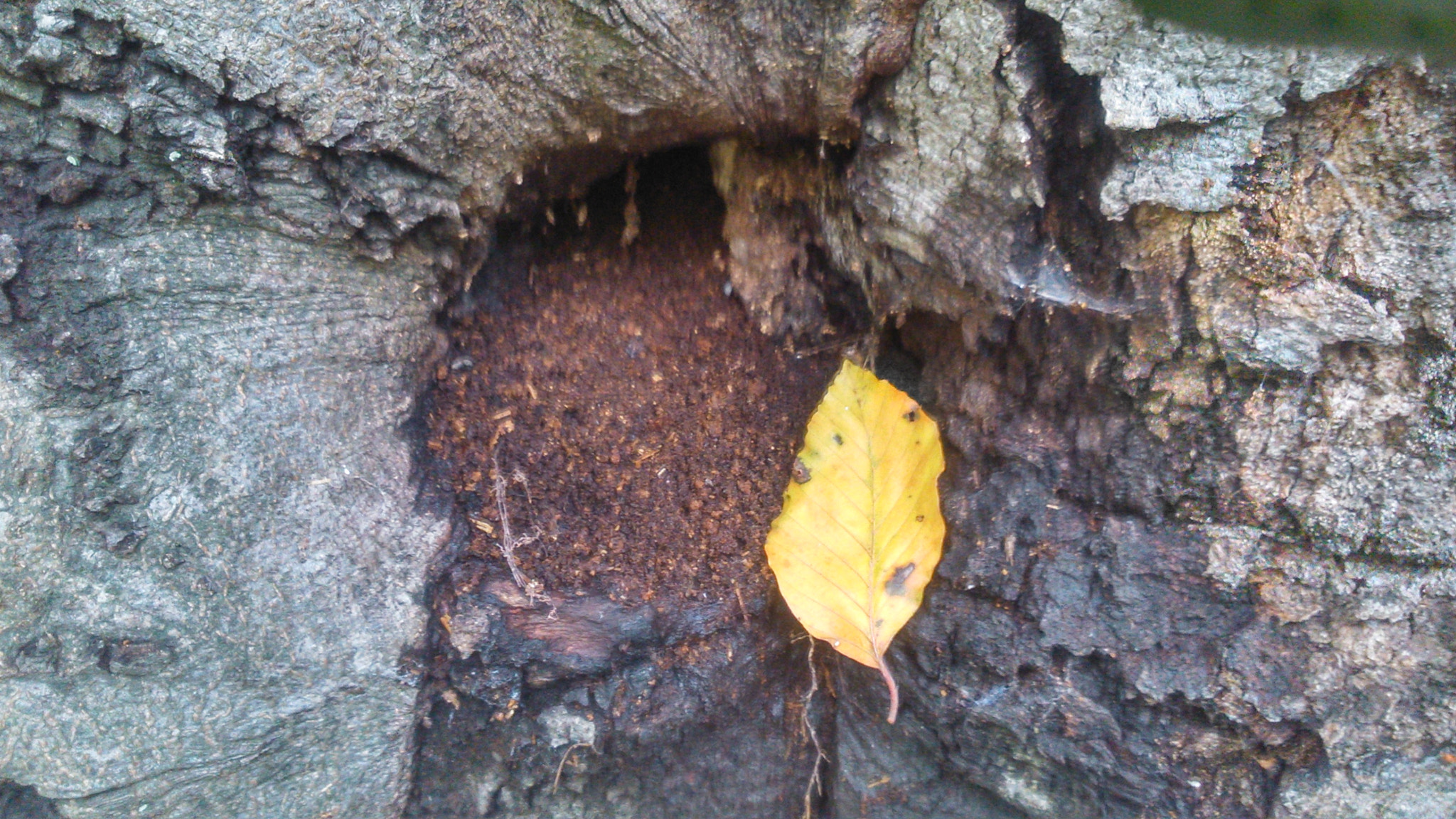 Sony Xperia L sample photo. A lonely leaf  photography