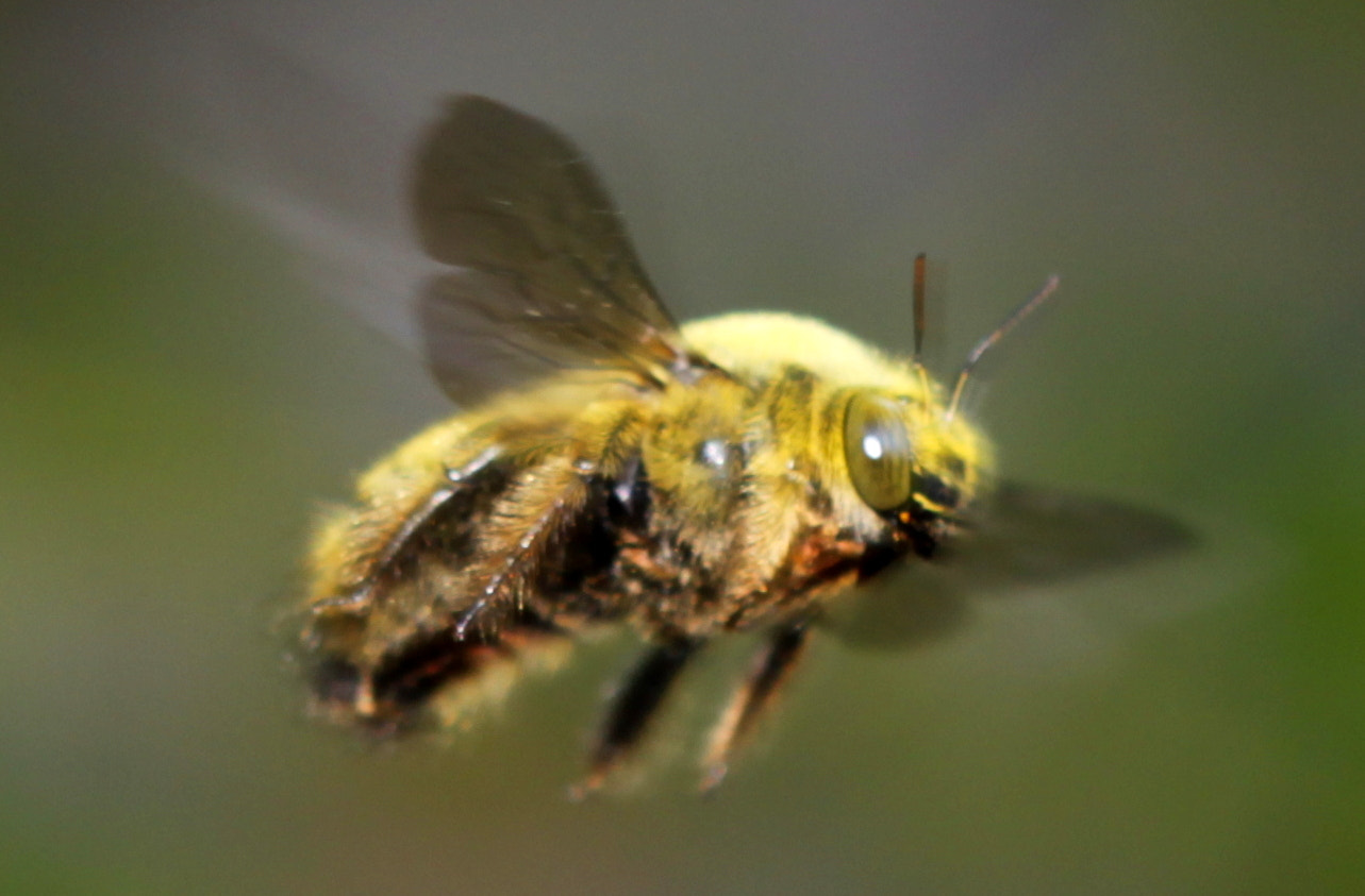 Canon EF 100mm F2.8 Macro USM sample photo. Img photography