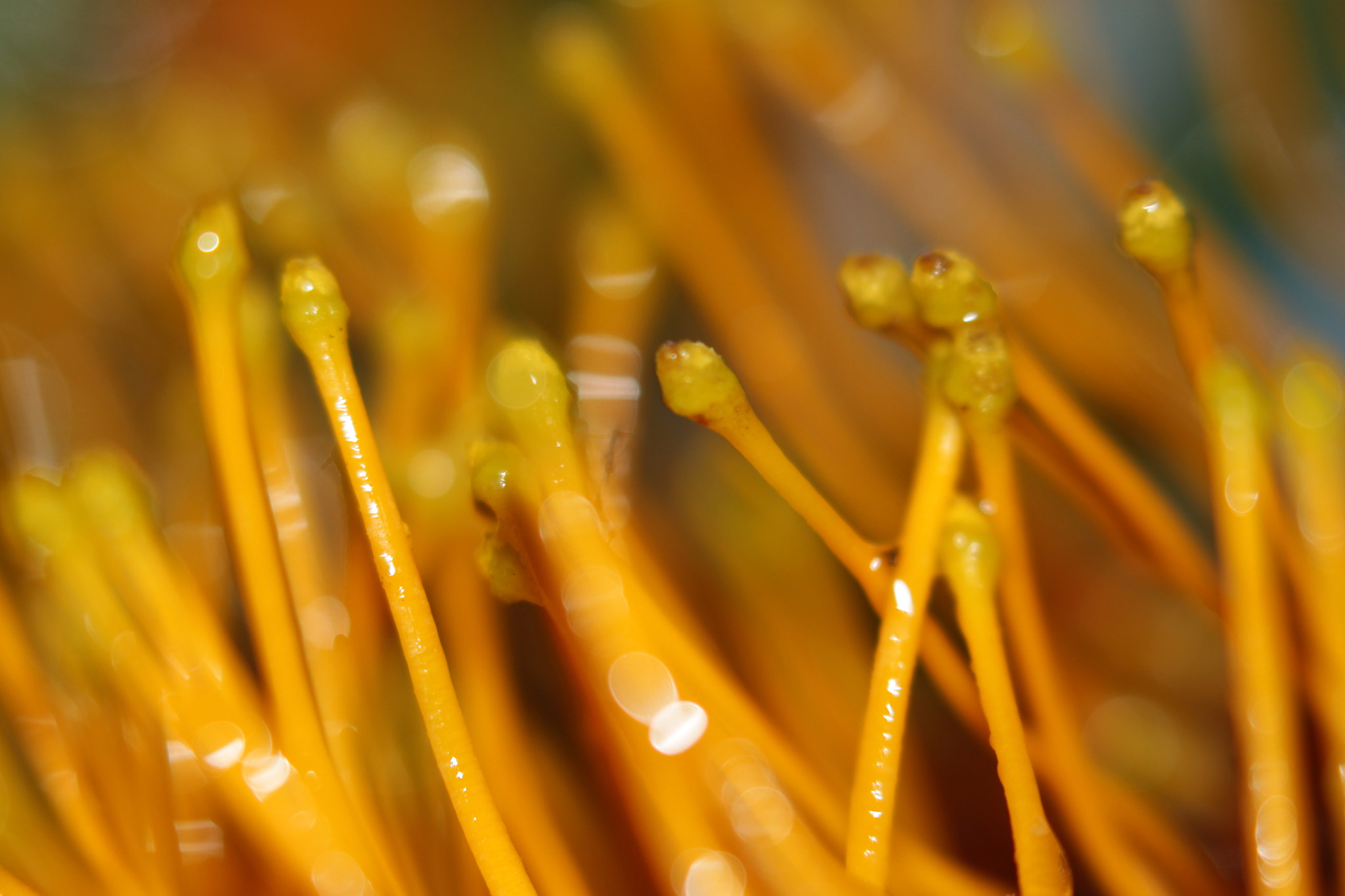 Canon EF 100mm F2.8 Macro USM sample photo. Img photography