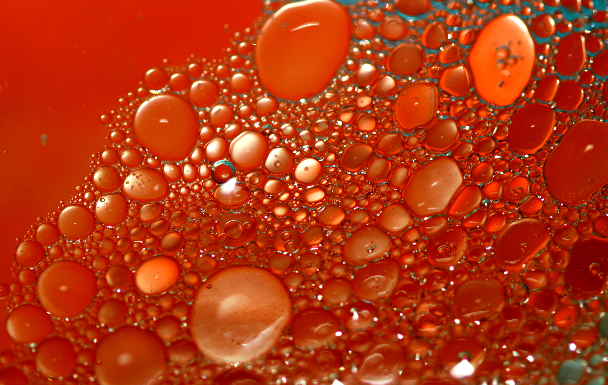 Canon EF 100mm F2.8 Macro USM sample photo. Img photography