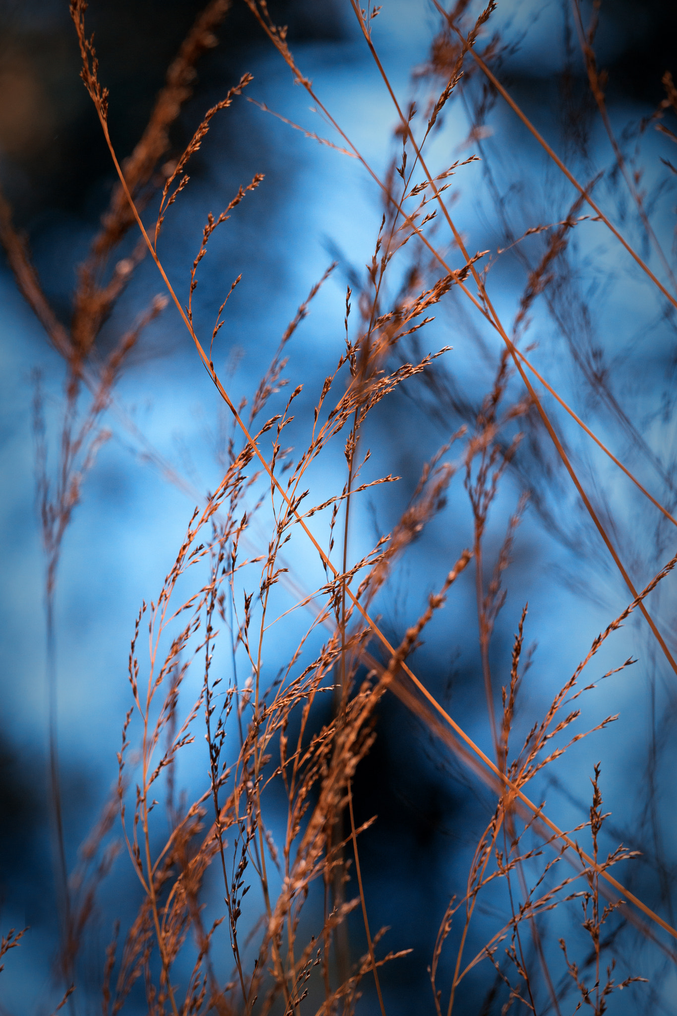 Sony 70-400mm F4-5.6 G SSM II sample photo. Blades of grass photography