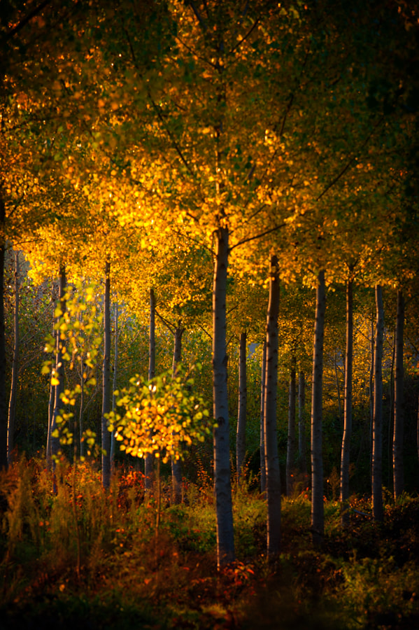 Nikon AF-S Nikkor 70-200mm F4G ED VR sample photo. La dernière heure photography