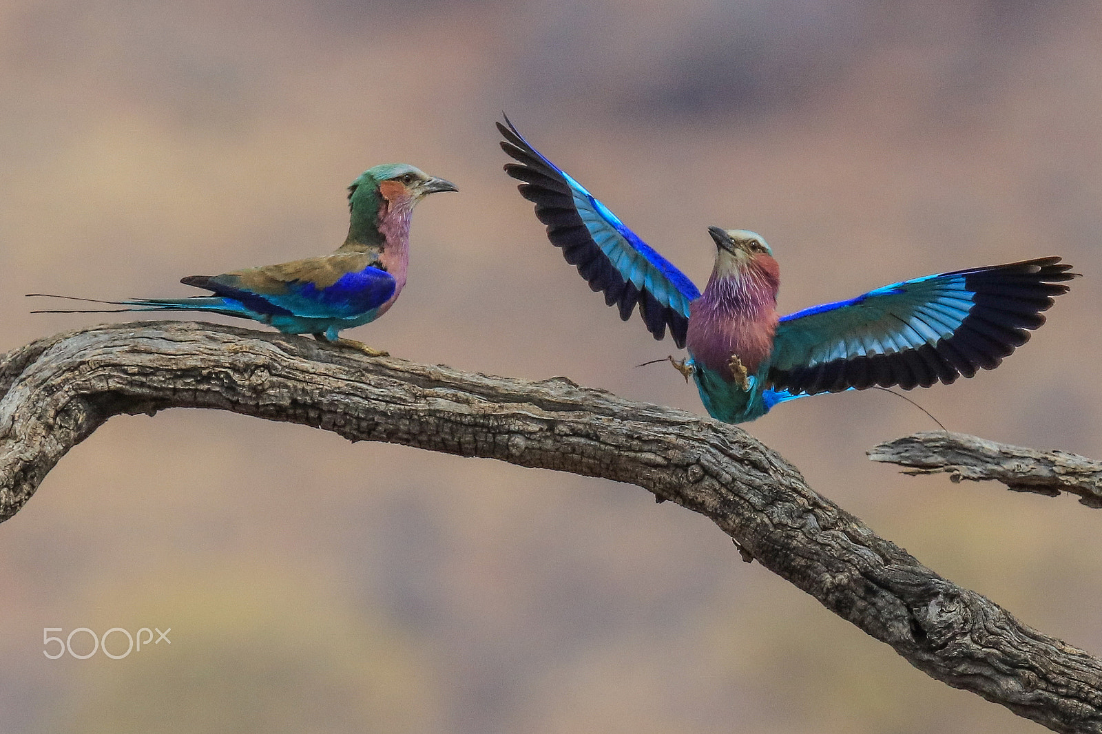 Canon EF 100-400mm F4.5-5.6L IS USM sample photo. Lilac breasted rollers photography