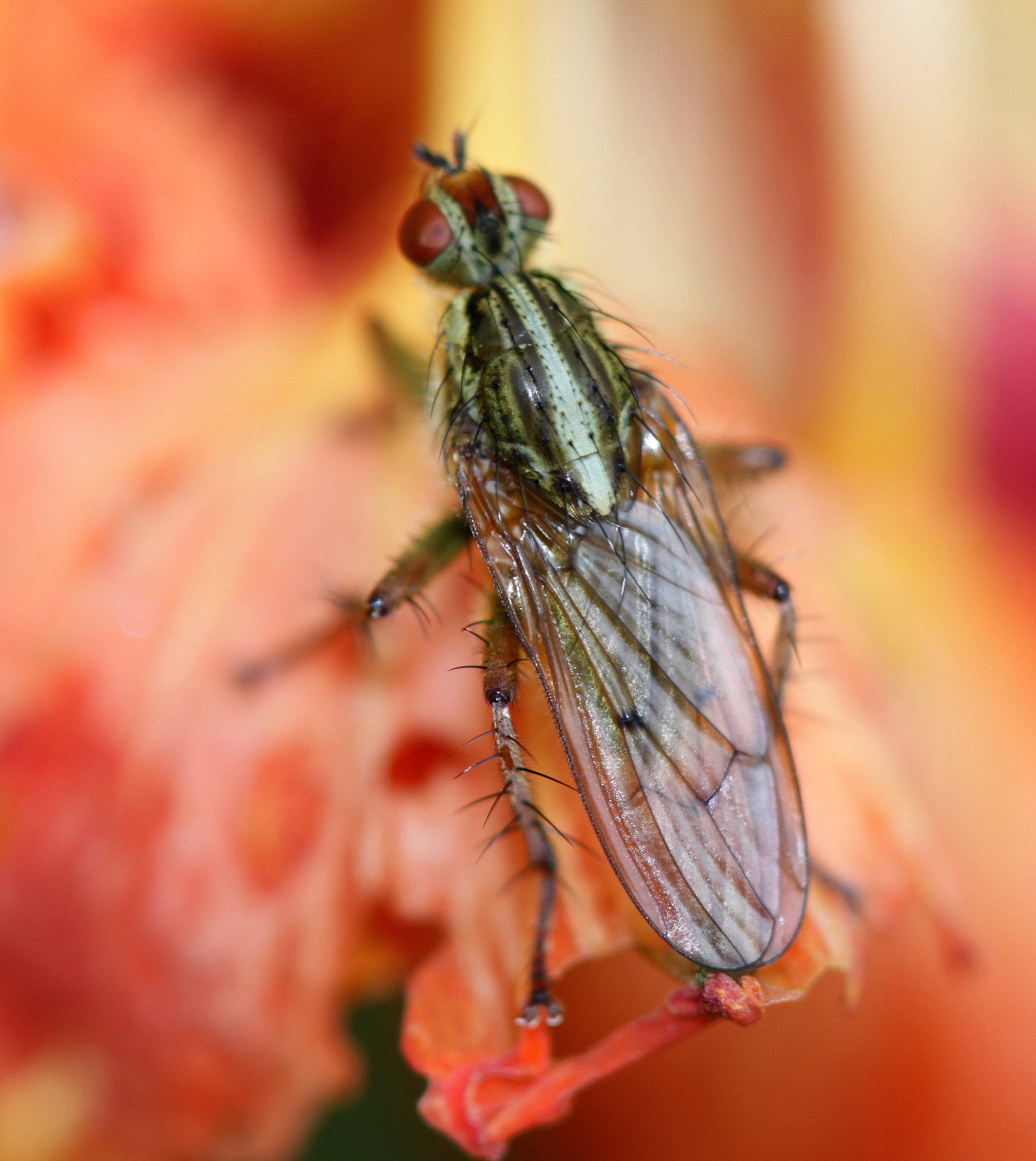 Canon EF 100mm F2.8 Macro USM sample photo. Img photography