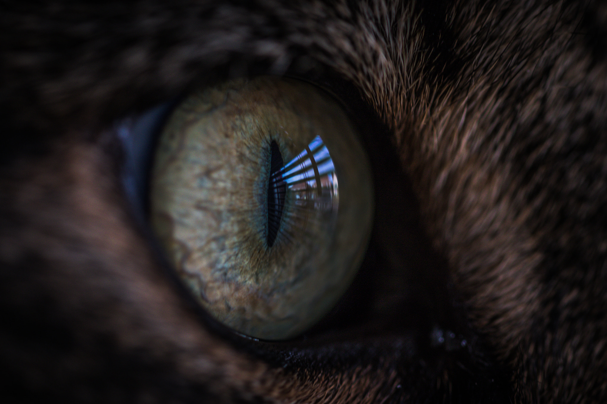 Sigma 105mm F2.8 EX DG OS HSM sample photo. Cat's eyes photography