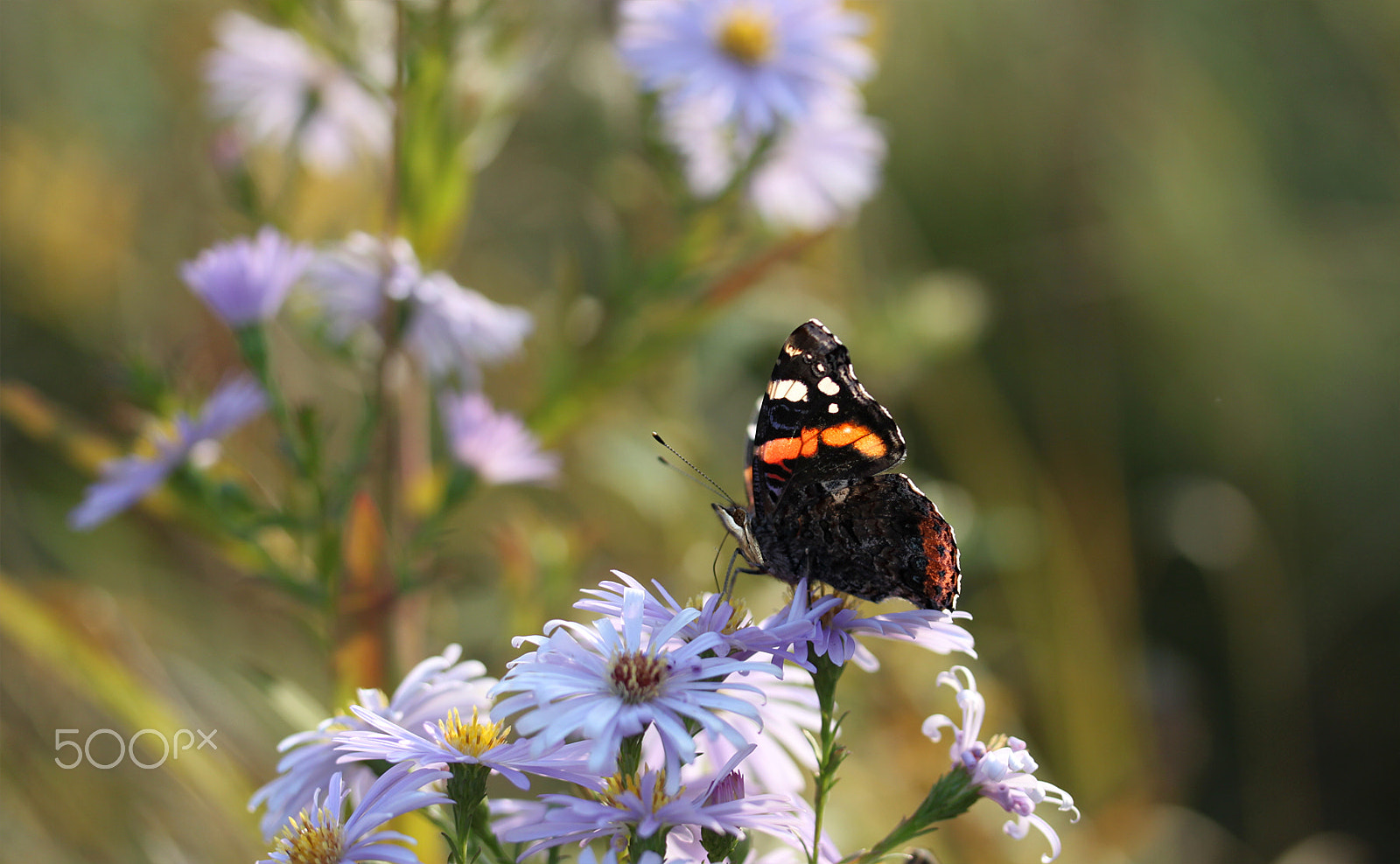 Canon EF-S 60mm F2.8 Macro USM sample photo. *** photography