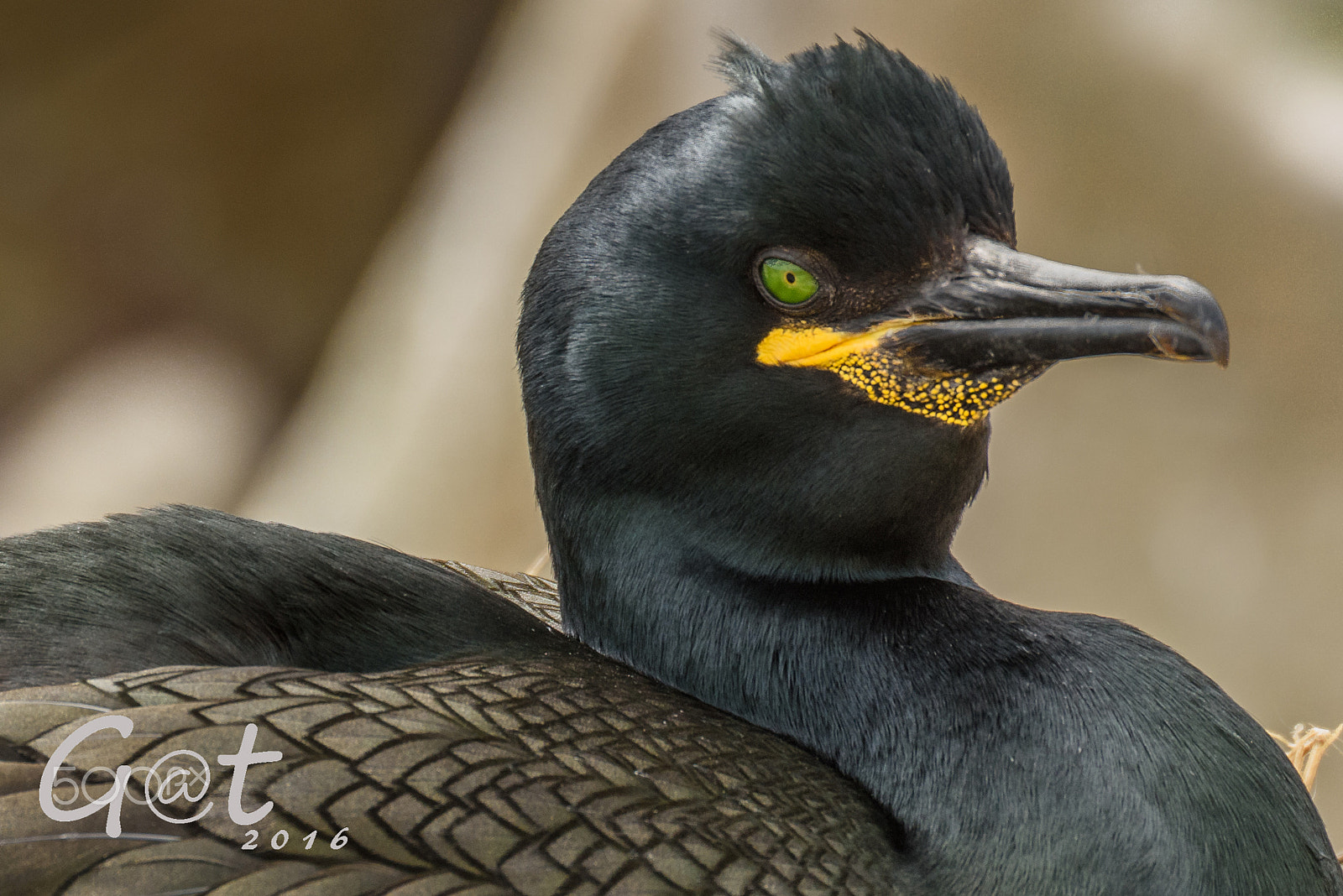 Nikon D810 + Sigma 50-500mm F4.5-6.3 DG OS HSM sample photo. European shag photography